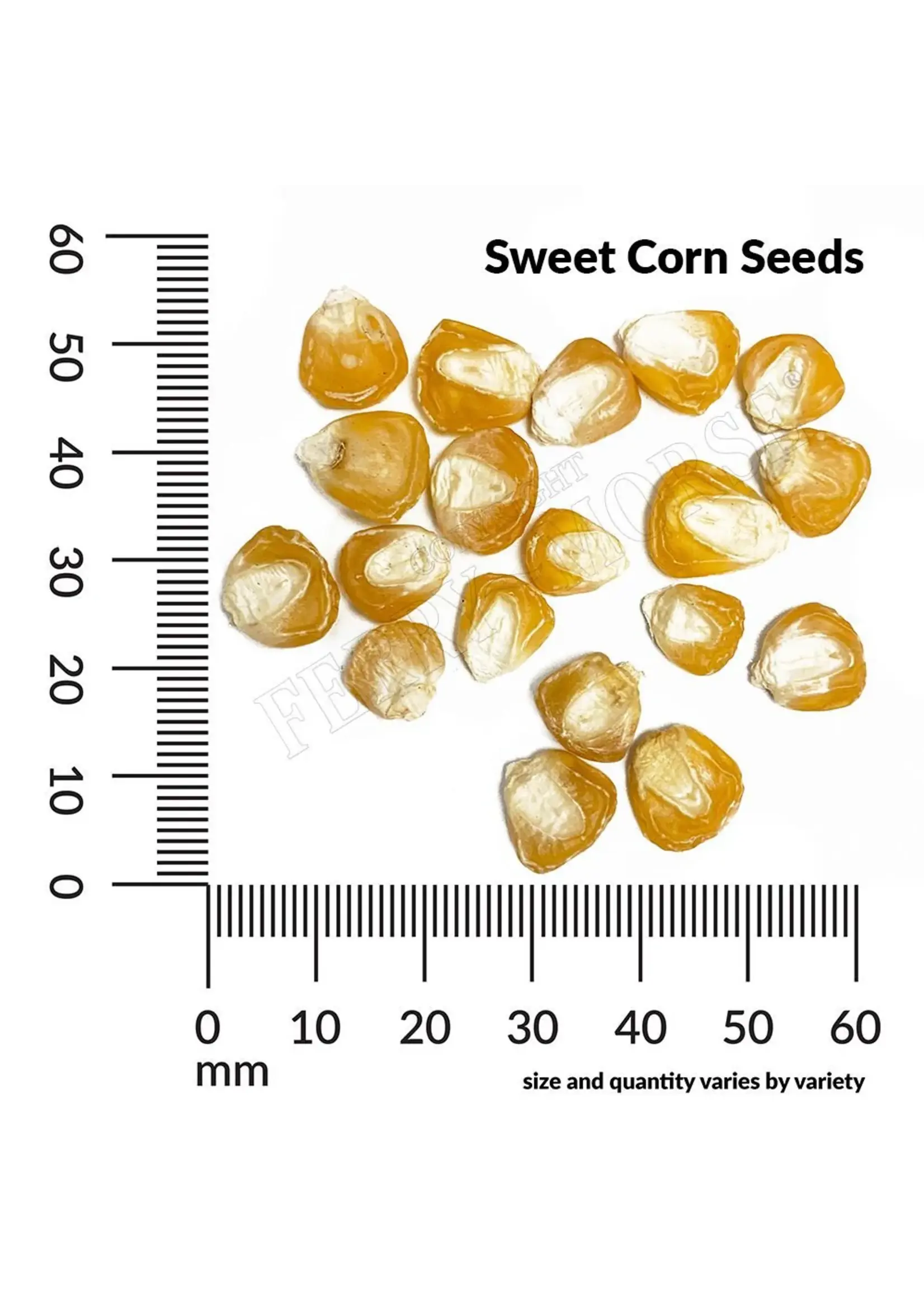 Ferry Morse Sweet Corn - Early Golden Bantam