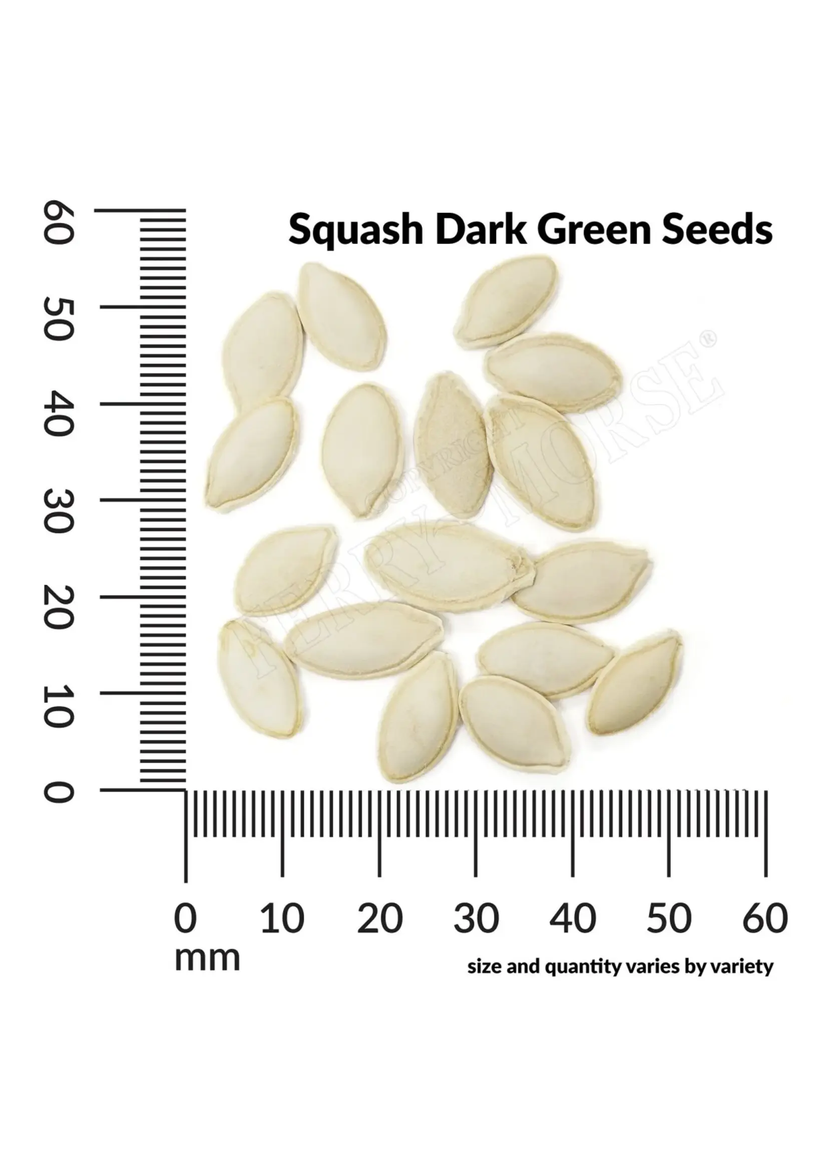 Ferry Morse Squash - Dark Green Zucchini Organic
