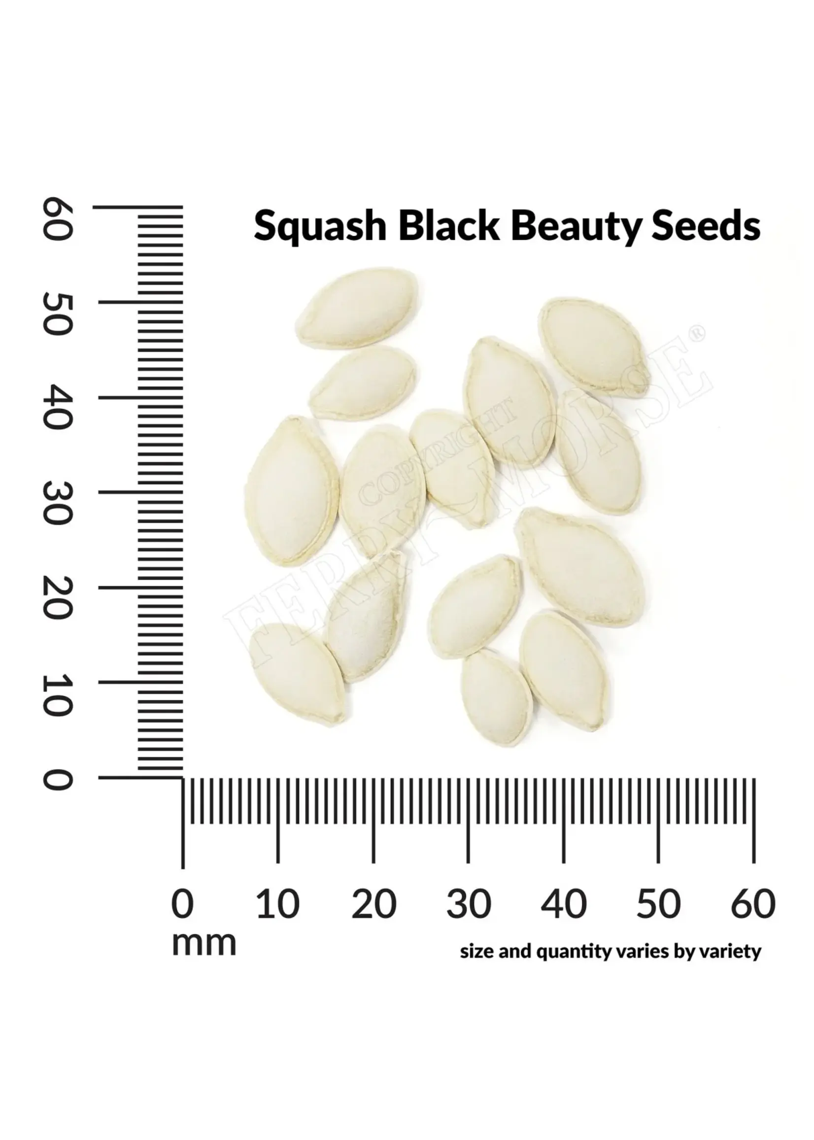 Ferry Morse Squash - Black Beauty Zucchini Organic