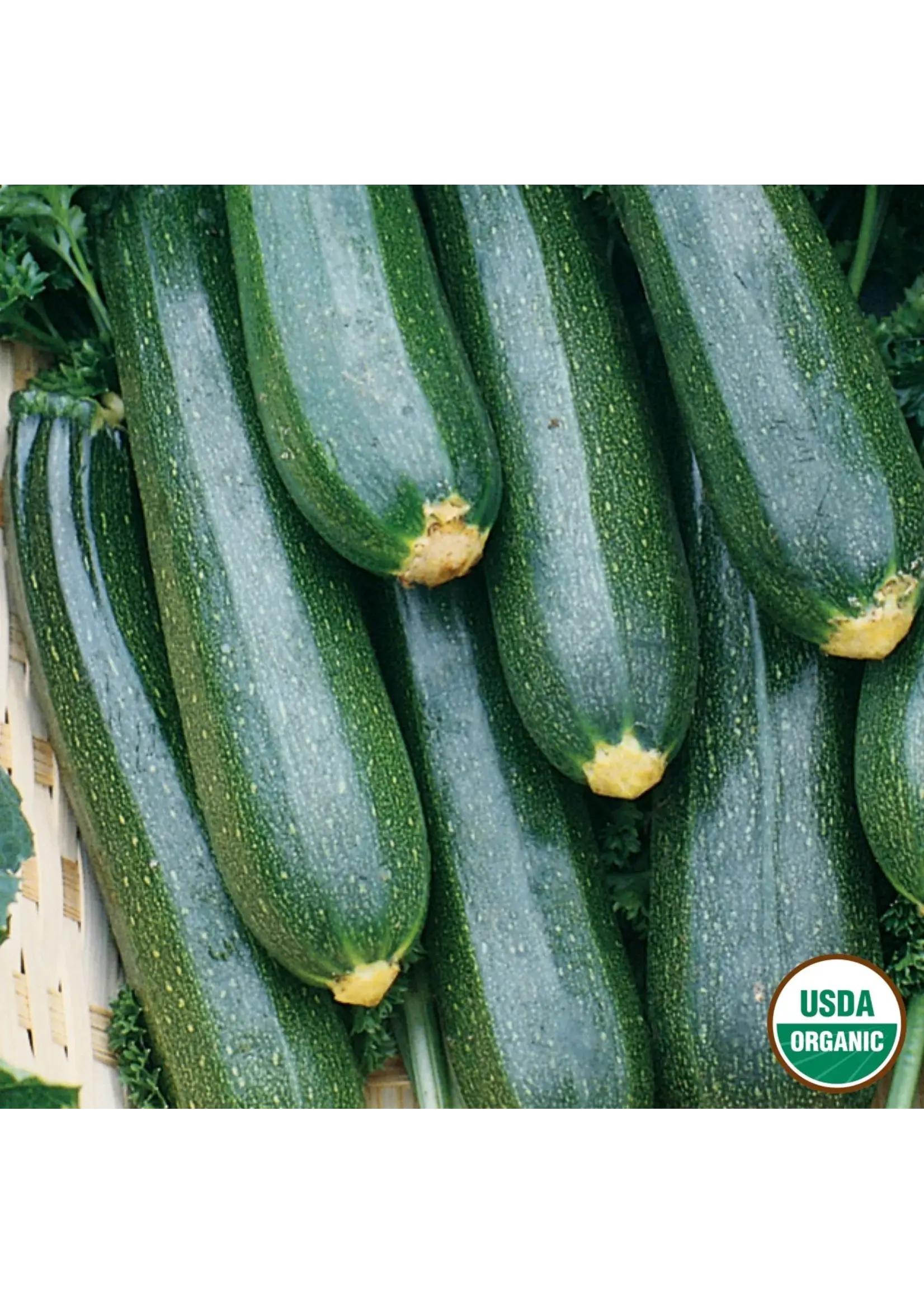 Ferry Morse Squash - Black Beauty Zucchini Organic