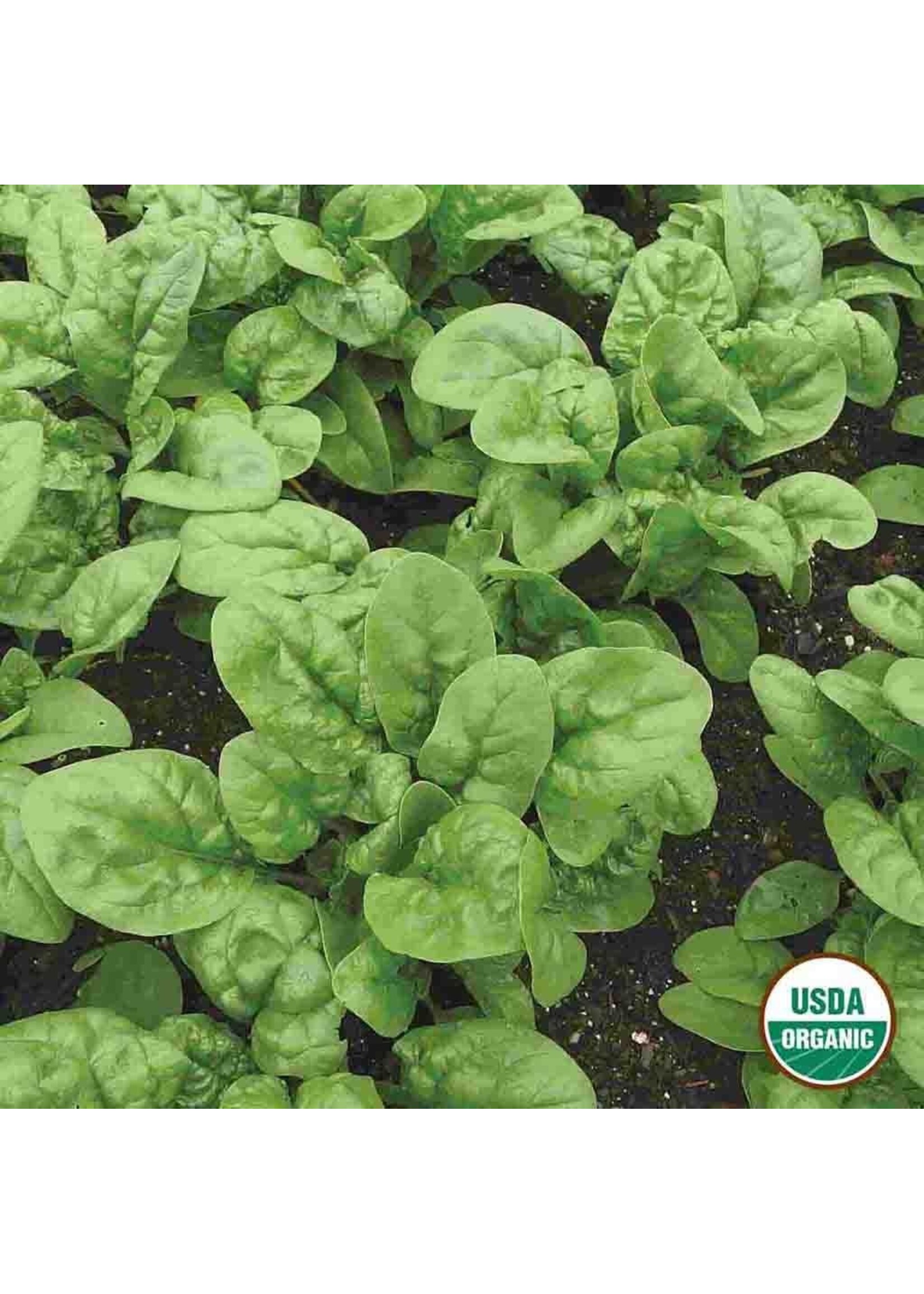 Ferry Morse Spinach - Bloomsdale Long Standing Organic