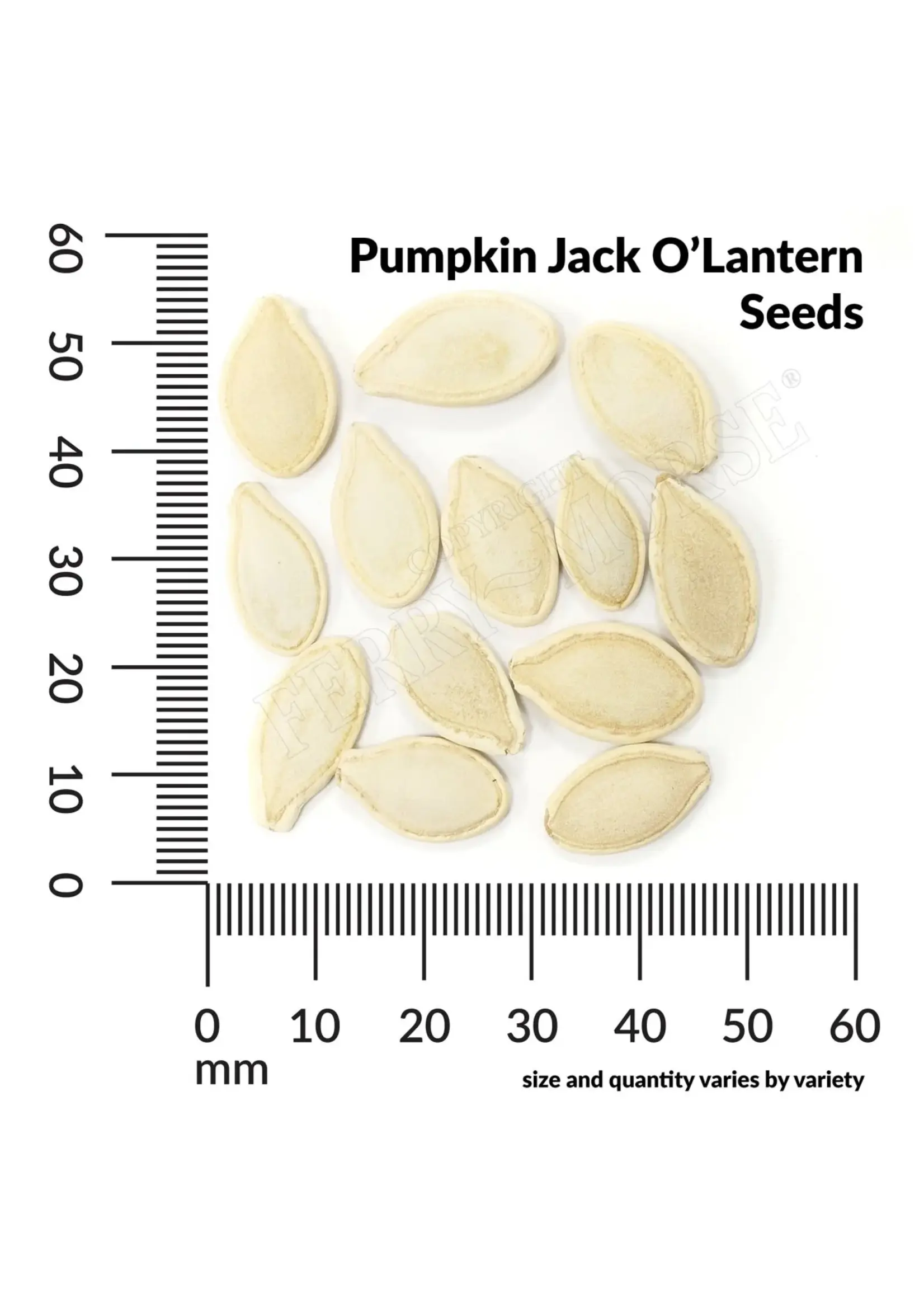 Ferry Morse Pumpkin - Jack O'Lantern Organic