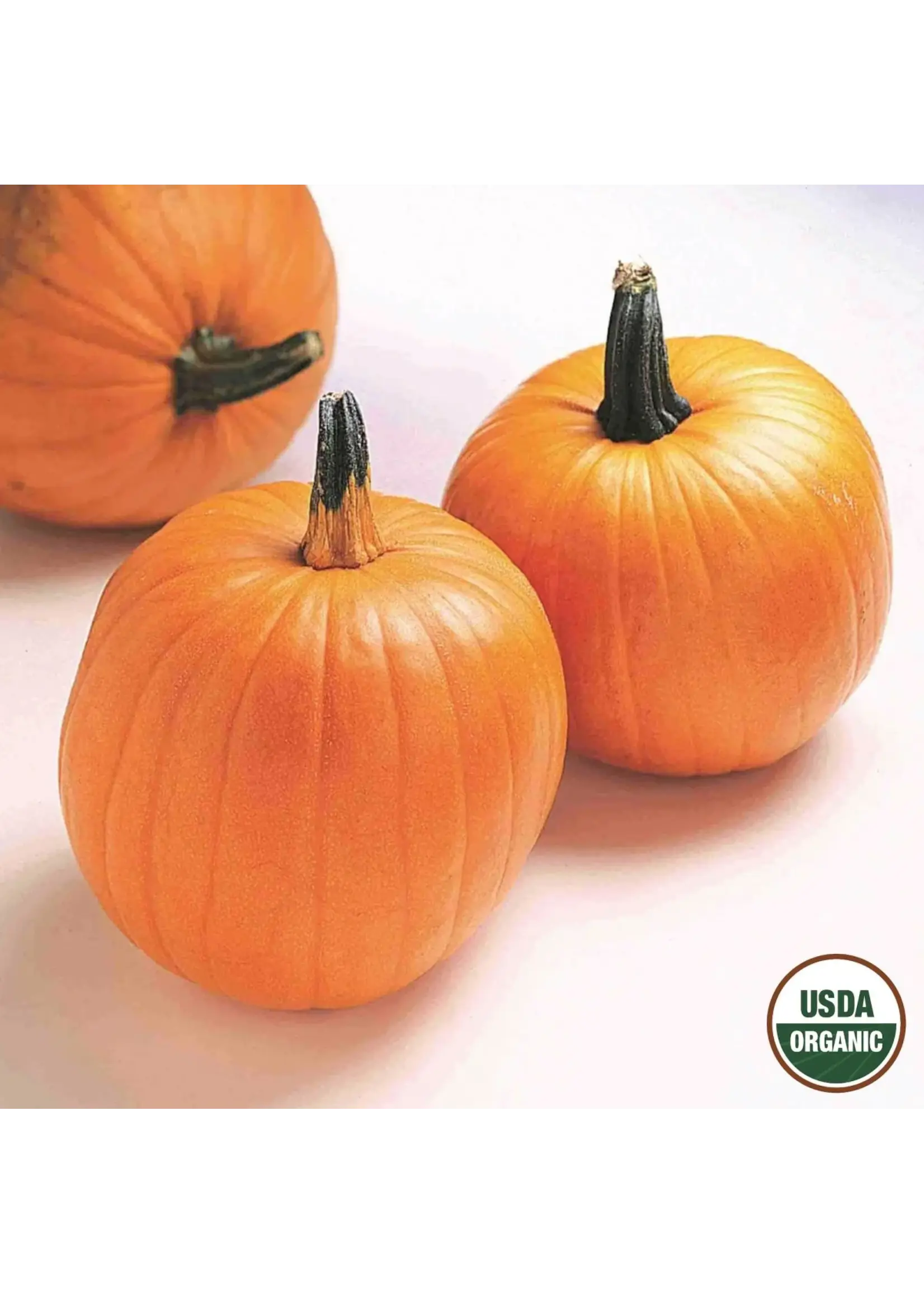 Ferry Morse Pumpkin - Jack O'Lantern Organic