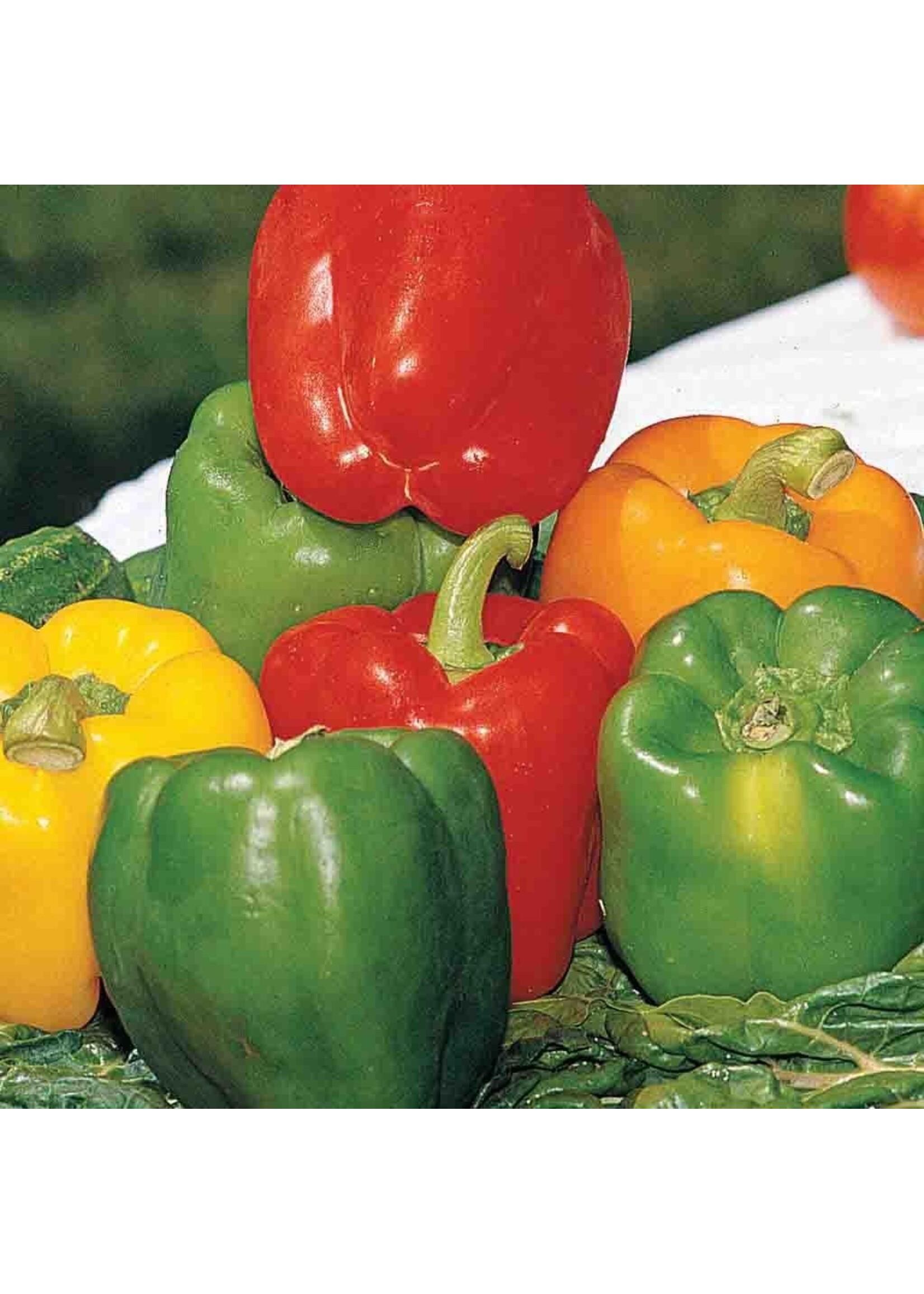 Ferry Morse Pepper - Grand Bell Mix Organic