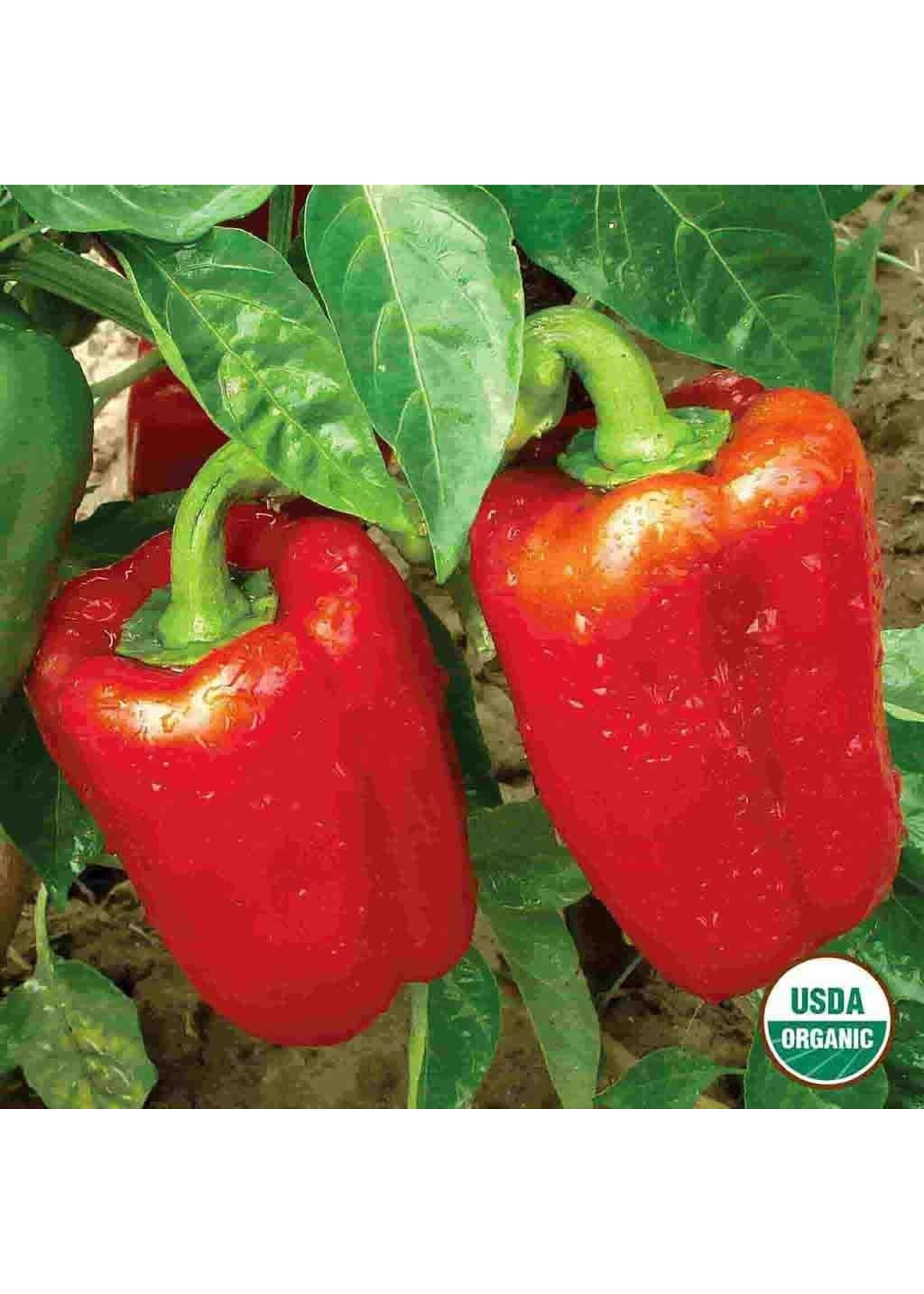 Ferry Morse Pepper - California Wonder Organic