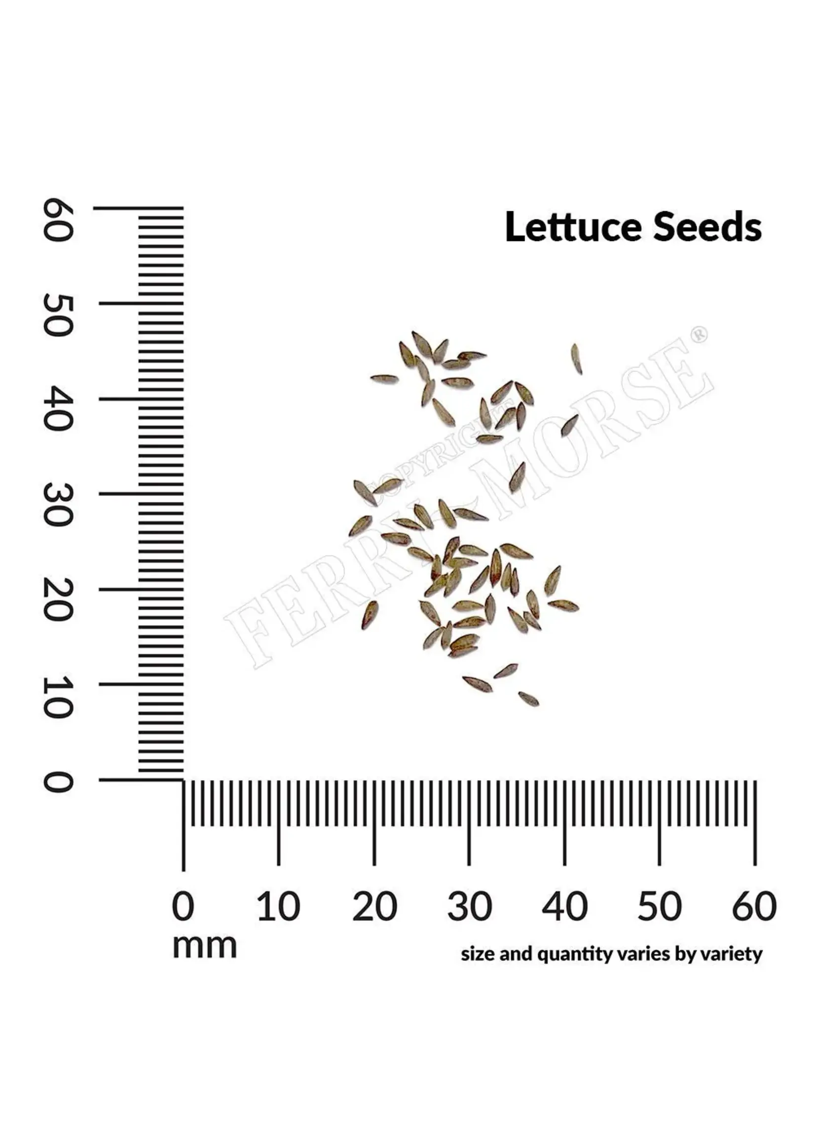 Ferry Morse Lettuce - Parris Island Organic