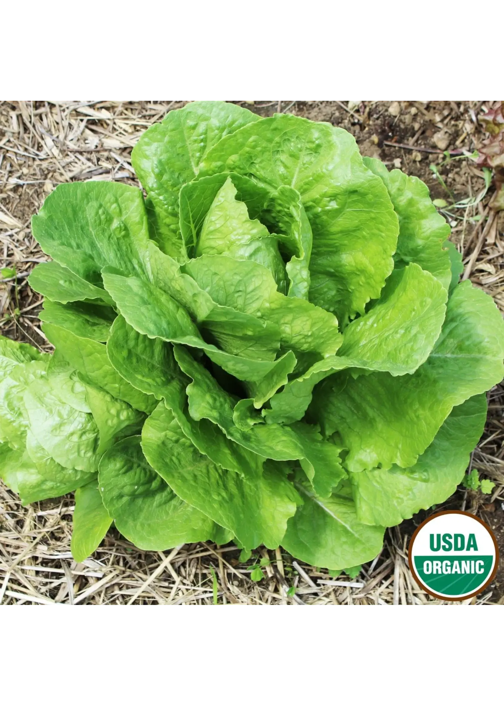 Ferry Morse Lettuce - Parris Island Organic