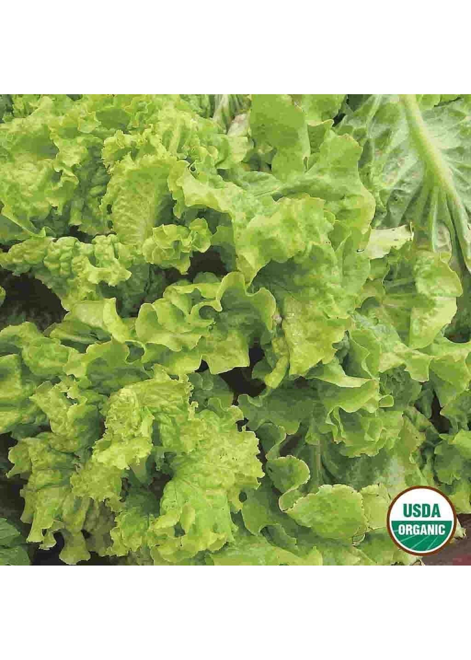 Ferry Morse Lettuce - Black Seeded Simpson Organic