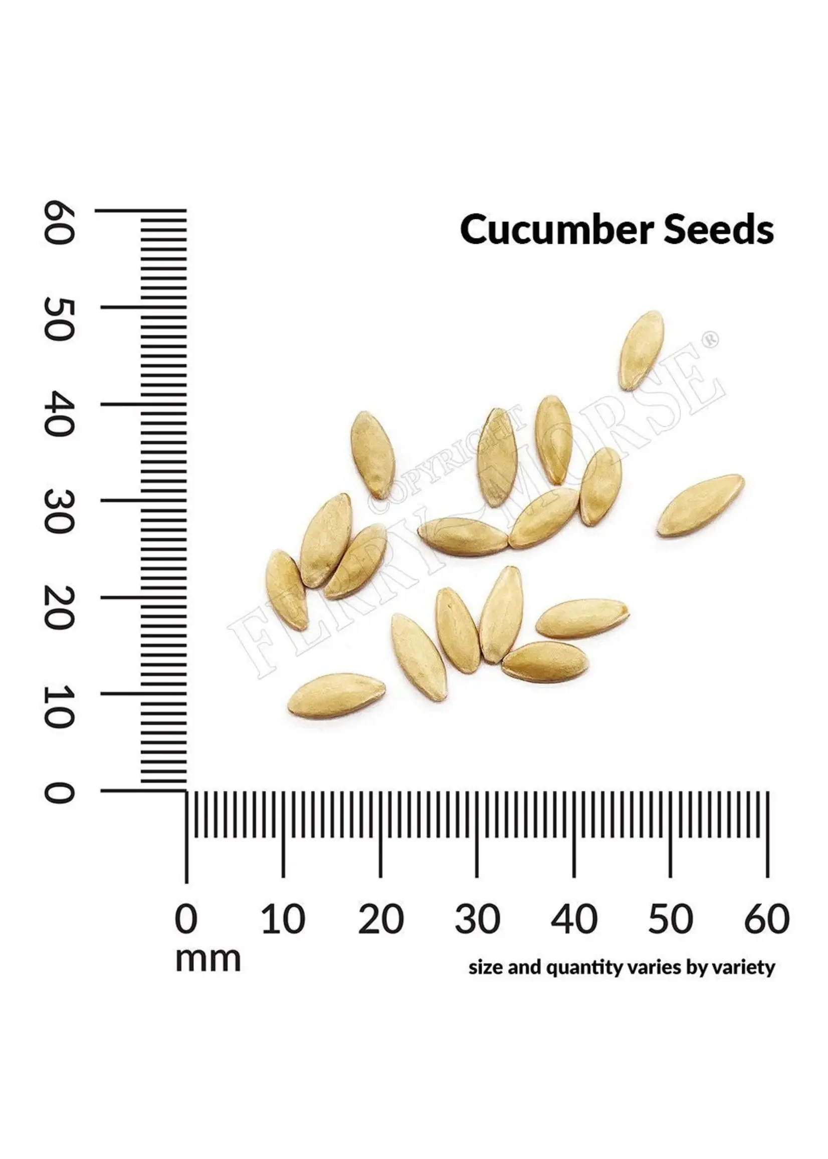 Ferry Morse Cucumber - Straight Eight Organic