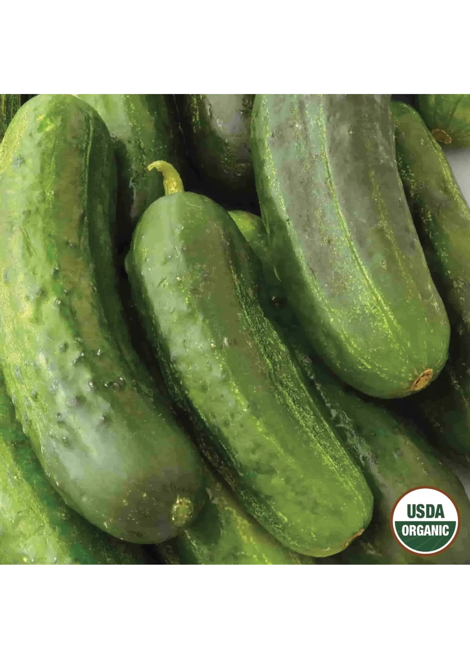 Ferry Morse Cucumber - National Pickling Organic
