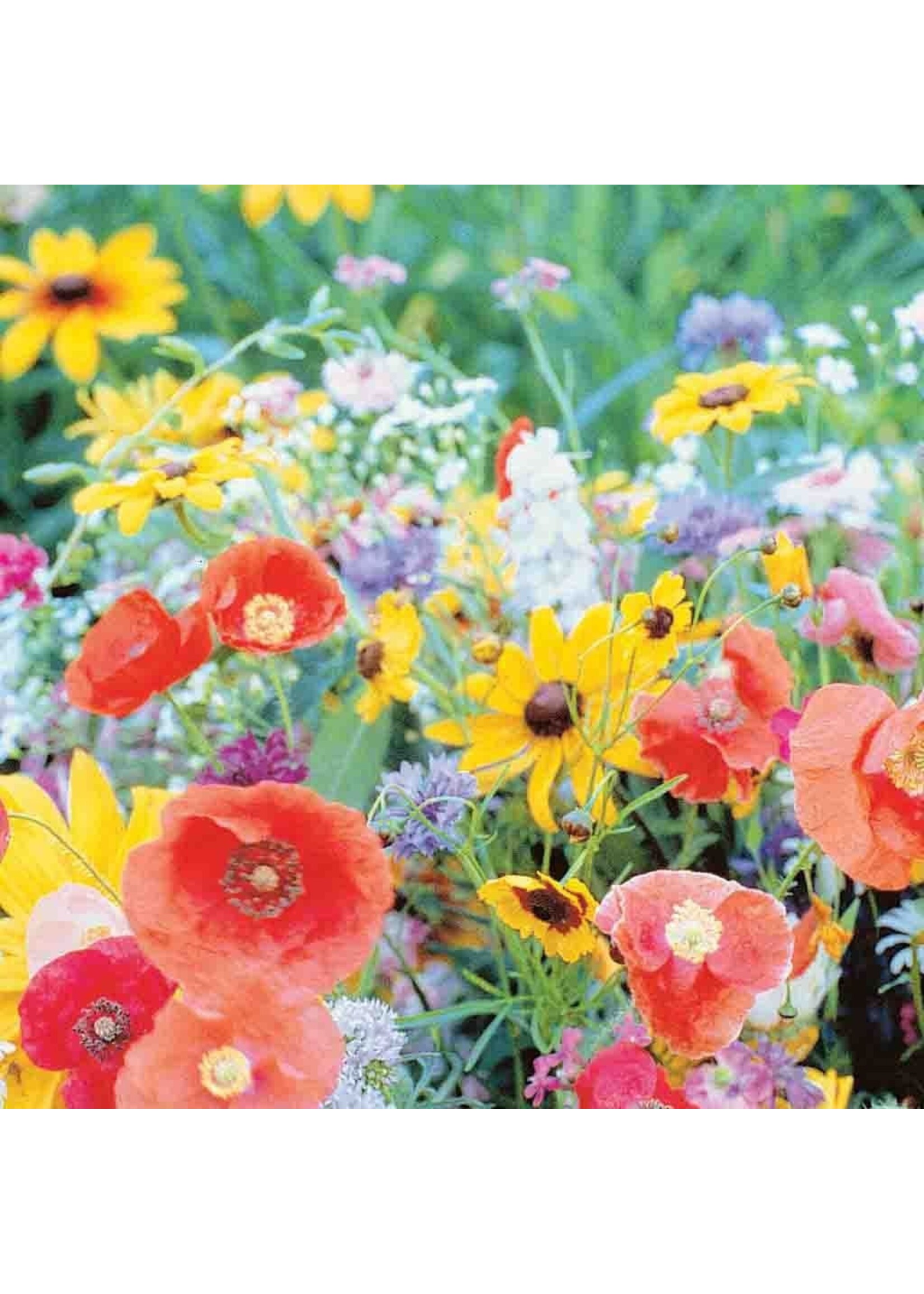 Ferry Morse Bird and Butterfly Mix