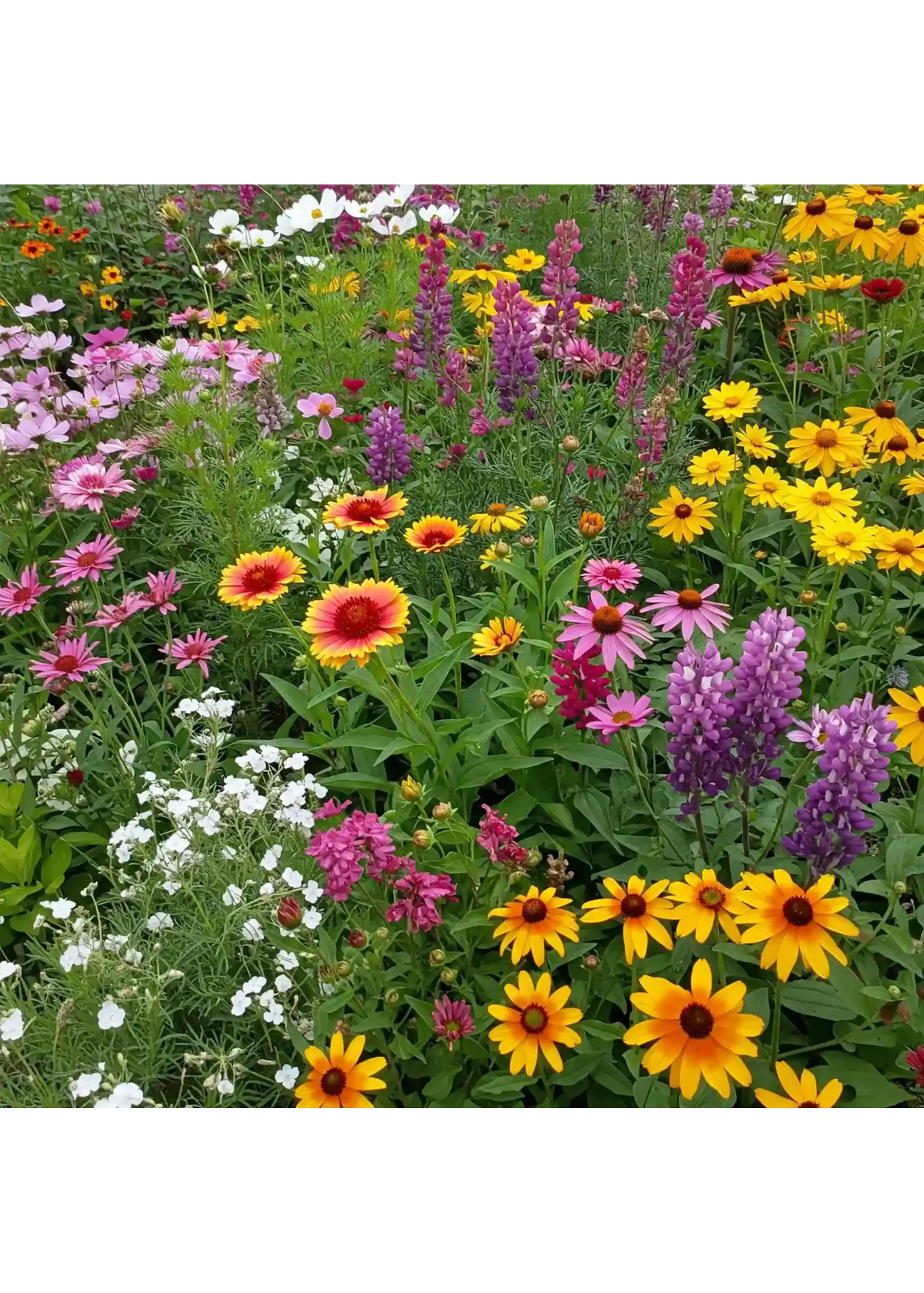 Ferry Morse Cutflower Mix