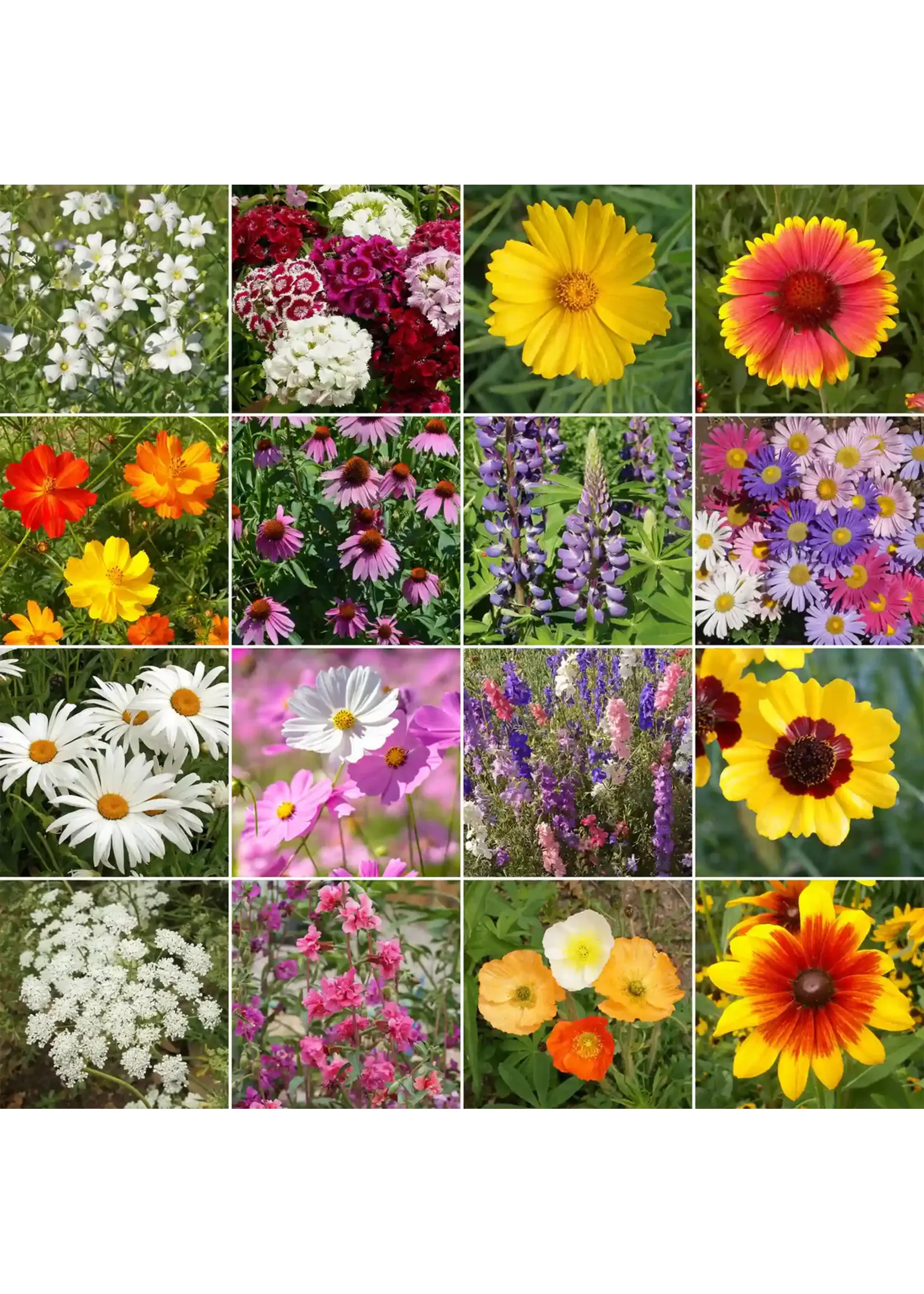 Ferry Morse Cutflower Mix