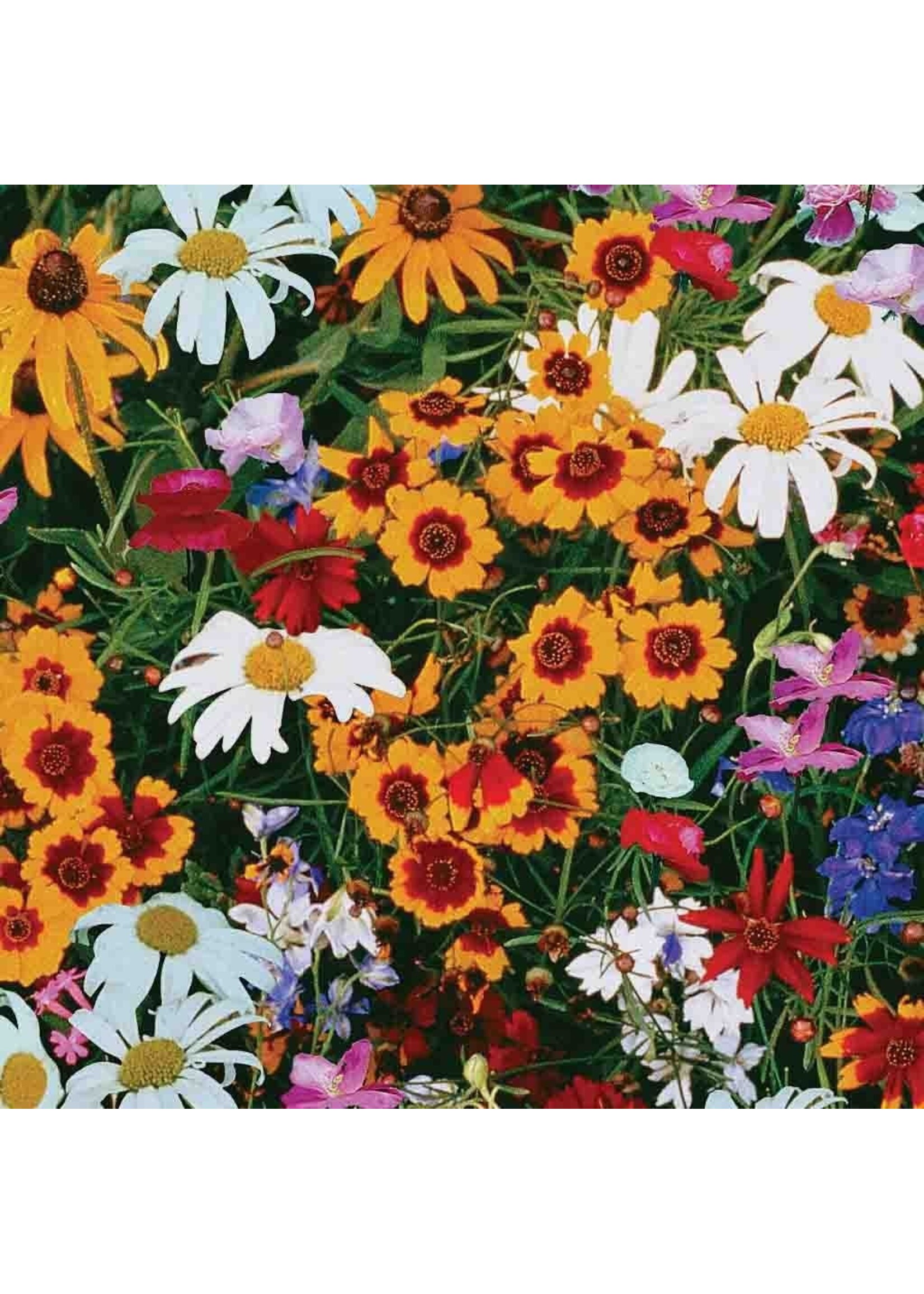 Ferry Morse Hummingbird Mix