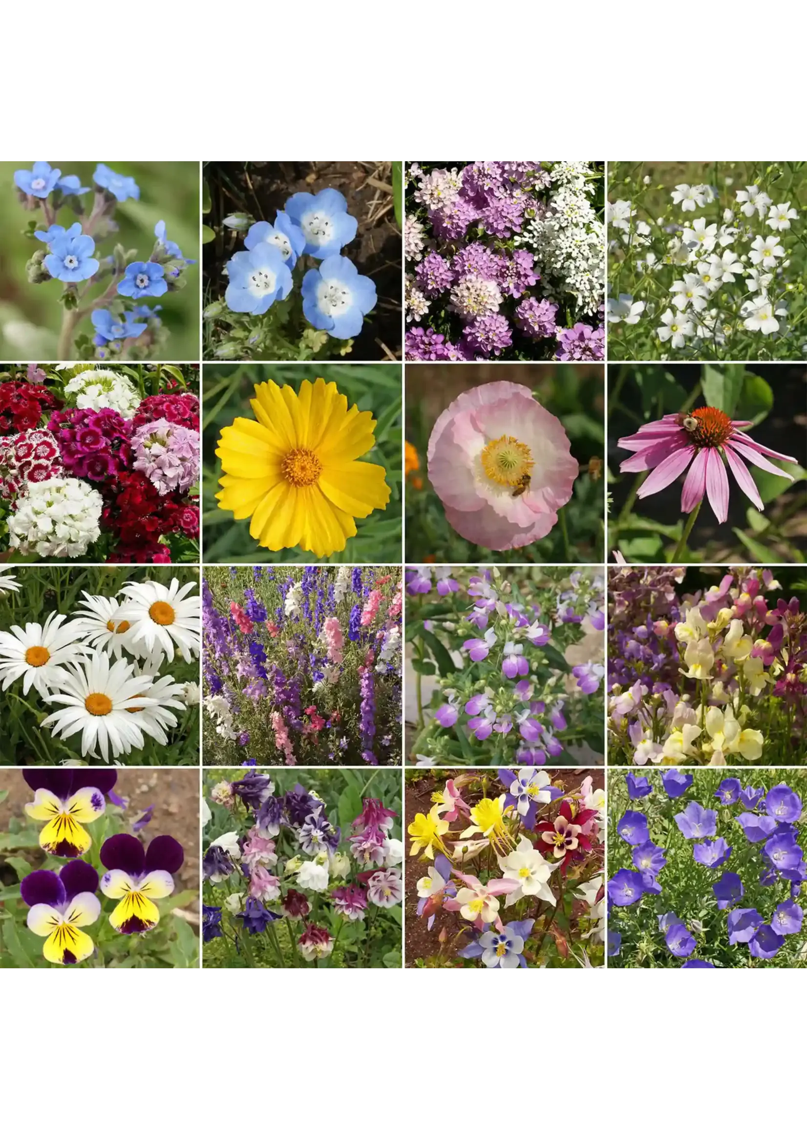 Ferry Morse Shade Mix