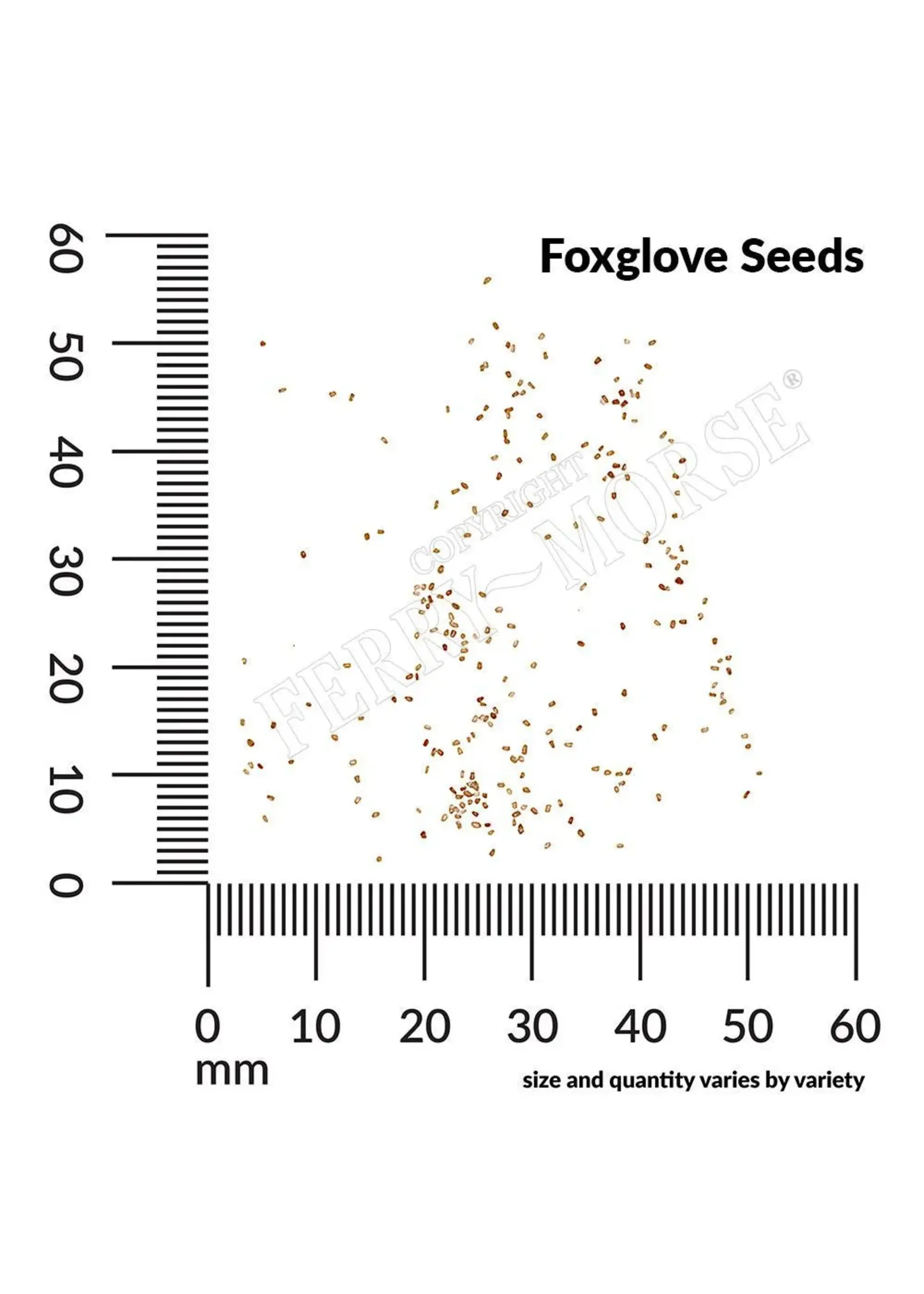Ferry Morse Foxglove - MC
