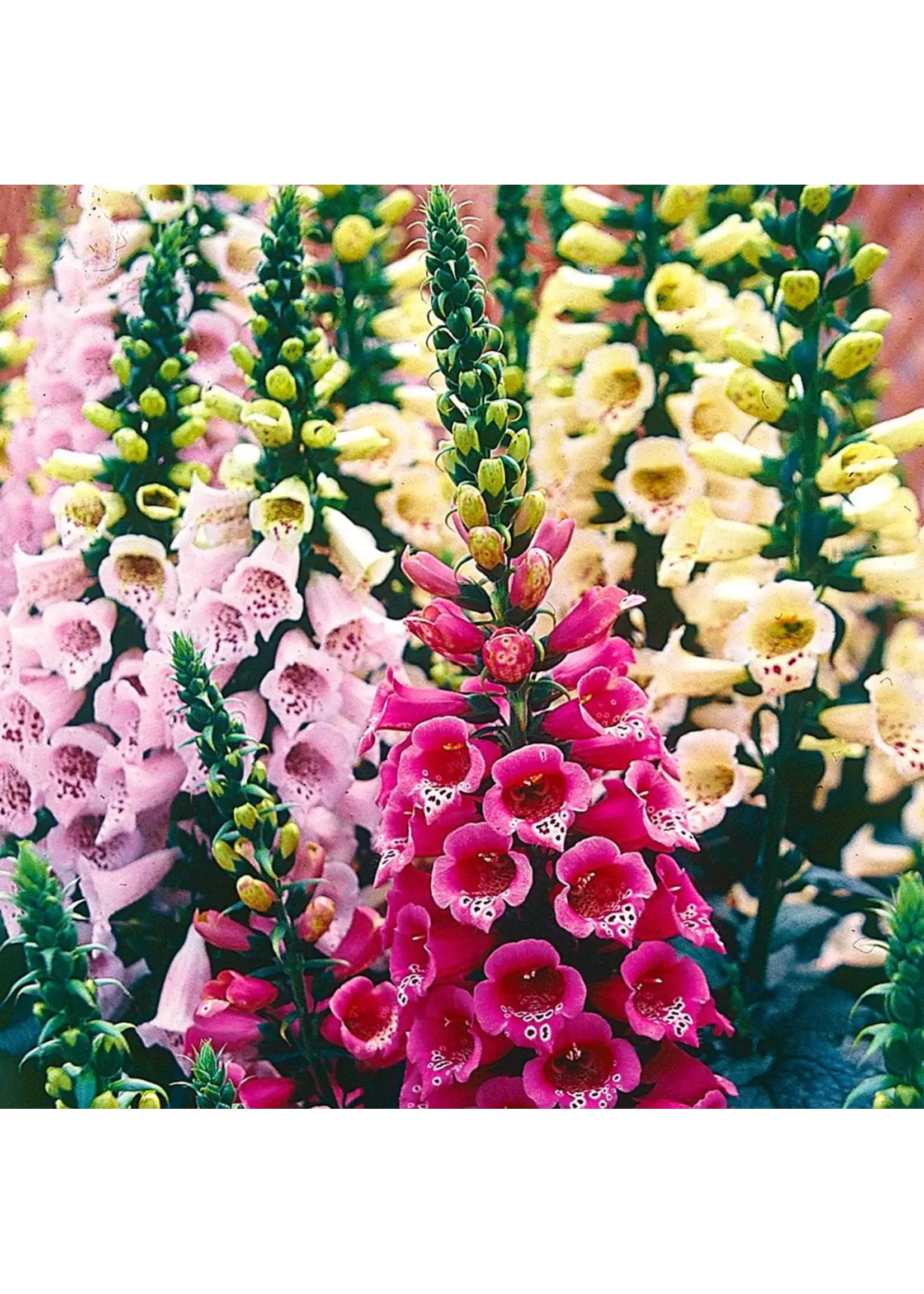 Ferry Morse Foxglove - MC