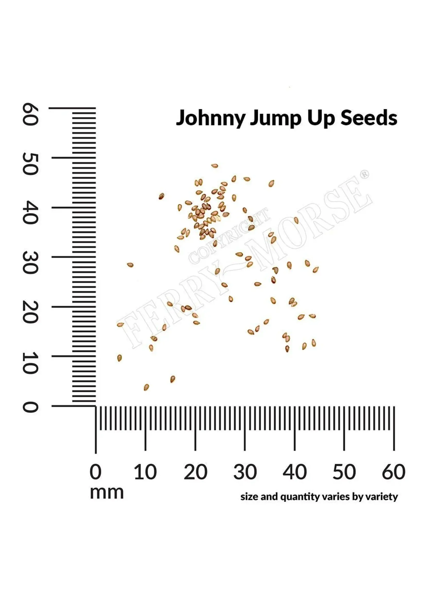 Ferry Morse Johnny Jump Up - Helen Mount