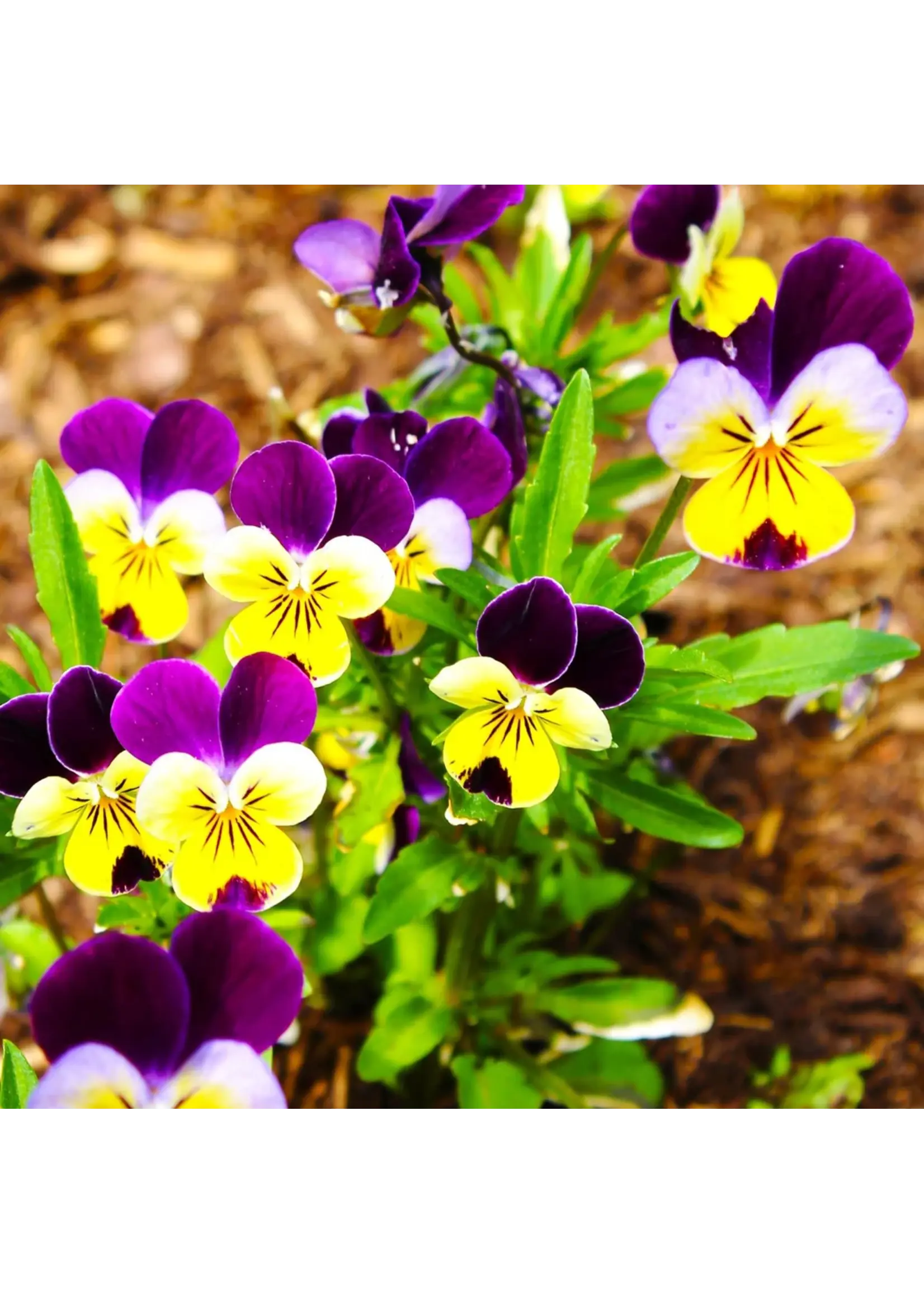 Ferry Morse Johnny Jump Up - Helen Mount