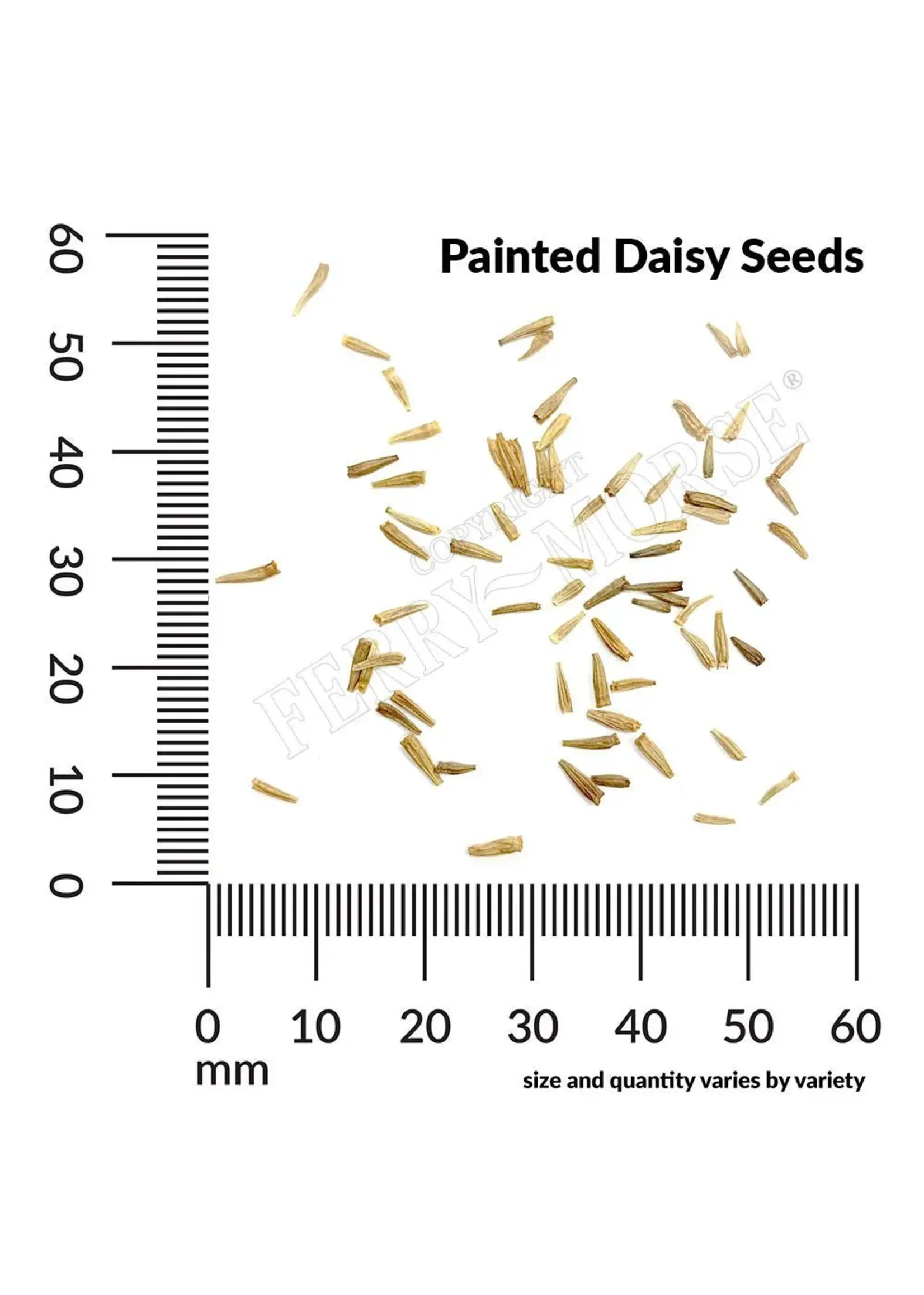 Ferry Morse Painted Daisy - Single Mixed Colors