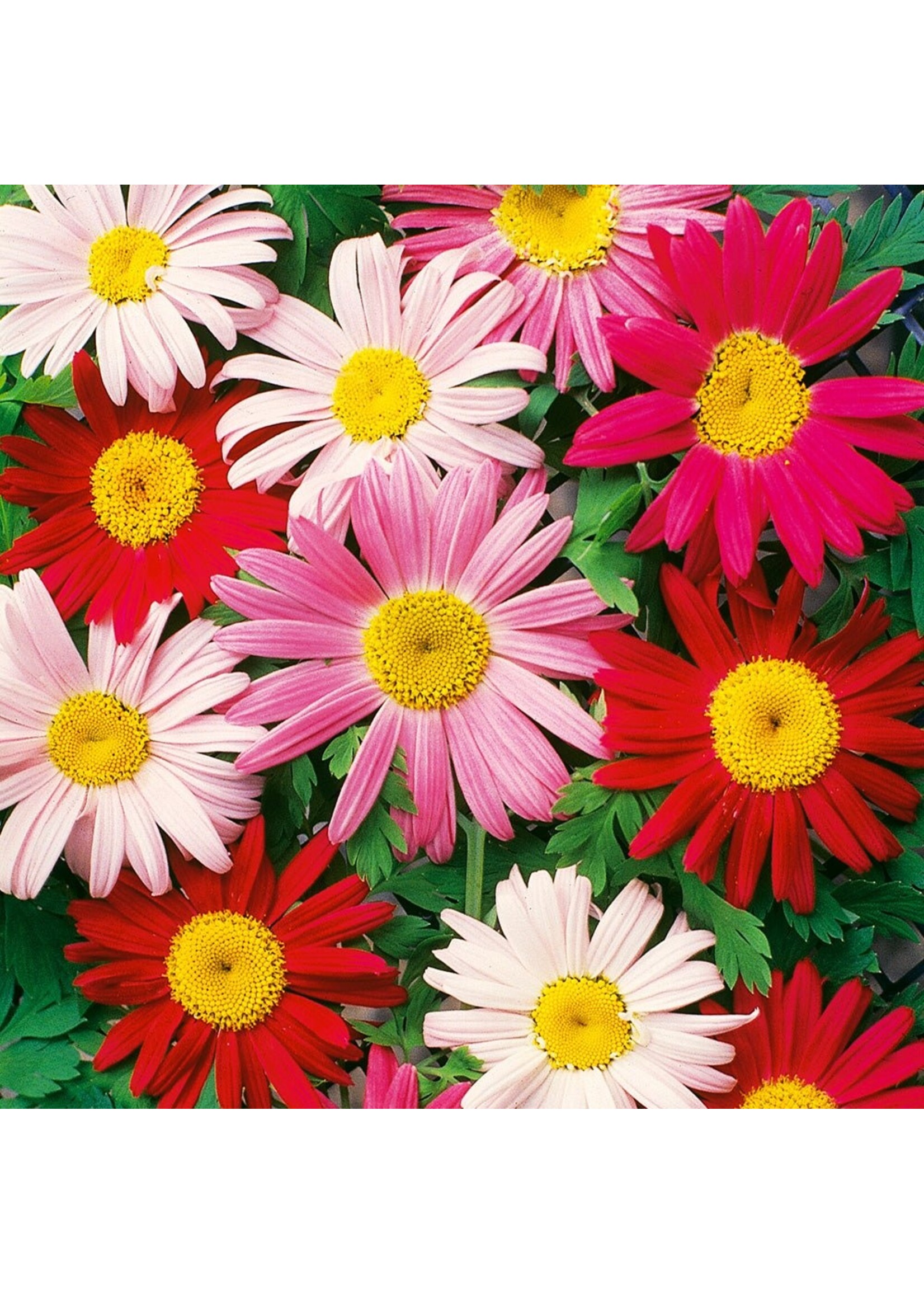 Ferry Morse Painted Daisy - Single Mixed Colors