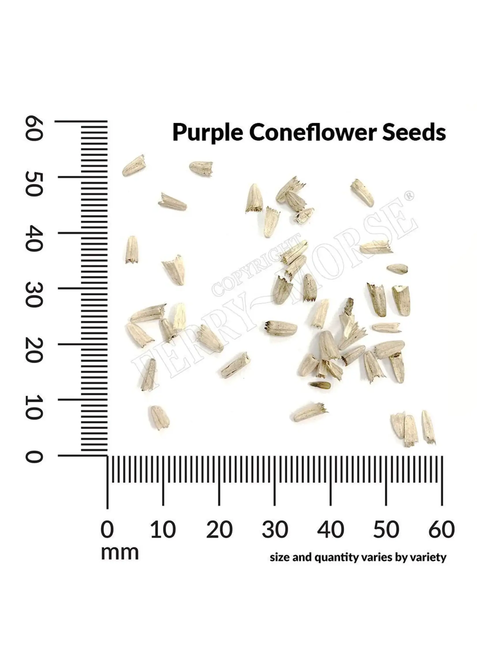 Ferry Morse Purple Coneflower - Echinacea