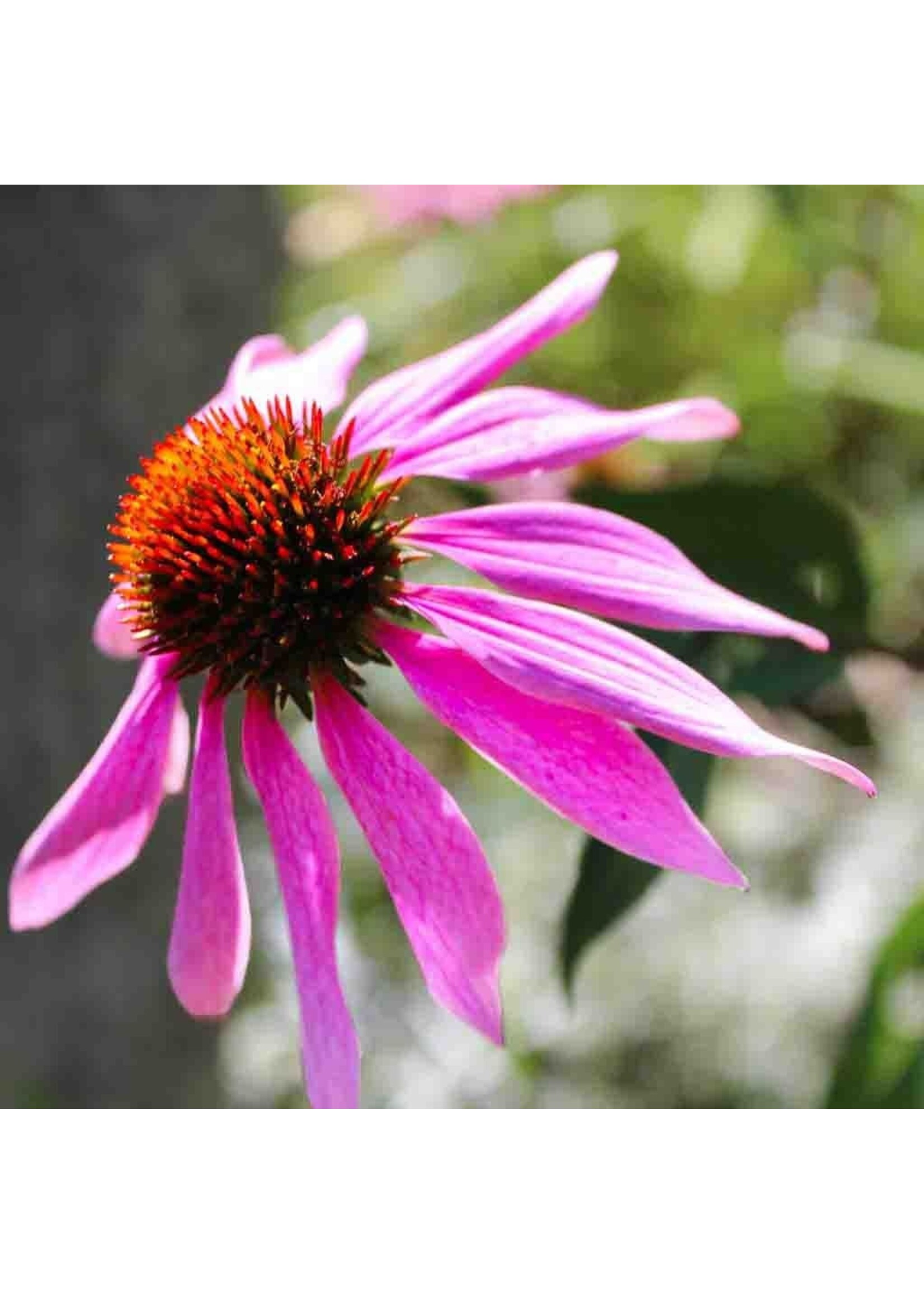 Ferry Morse Purple Coneflower - Echinacea