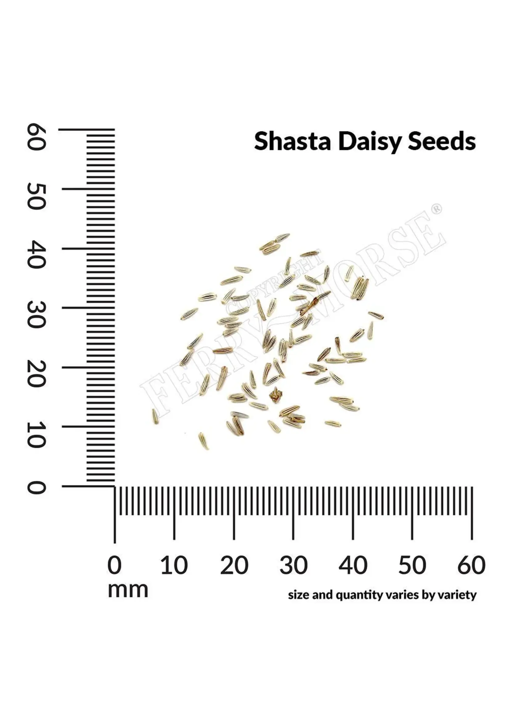 Ferry Morse Shasta Daisy - Alaska