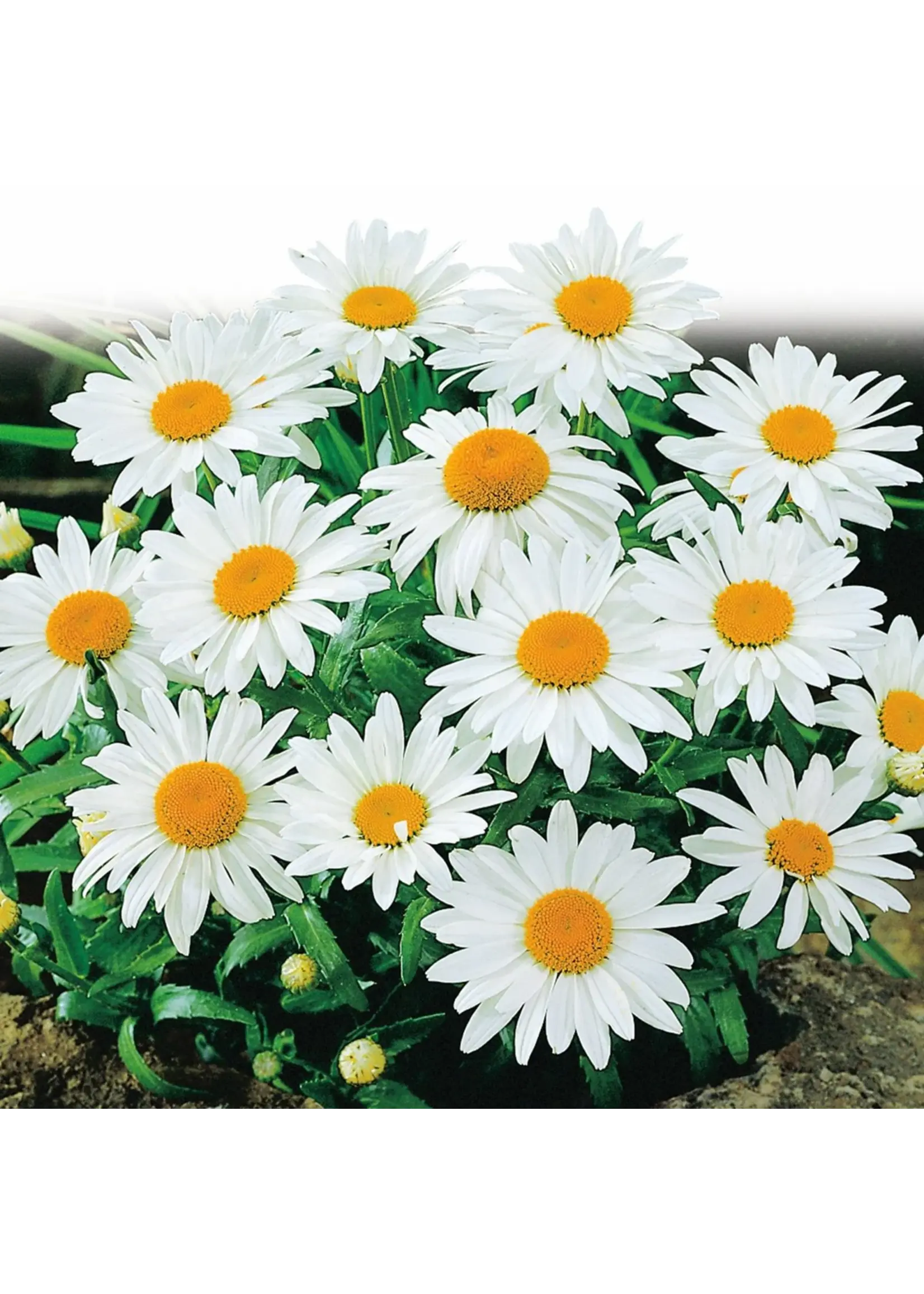 Ferry Morse Shasta Daisy - Alaska