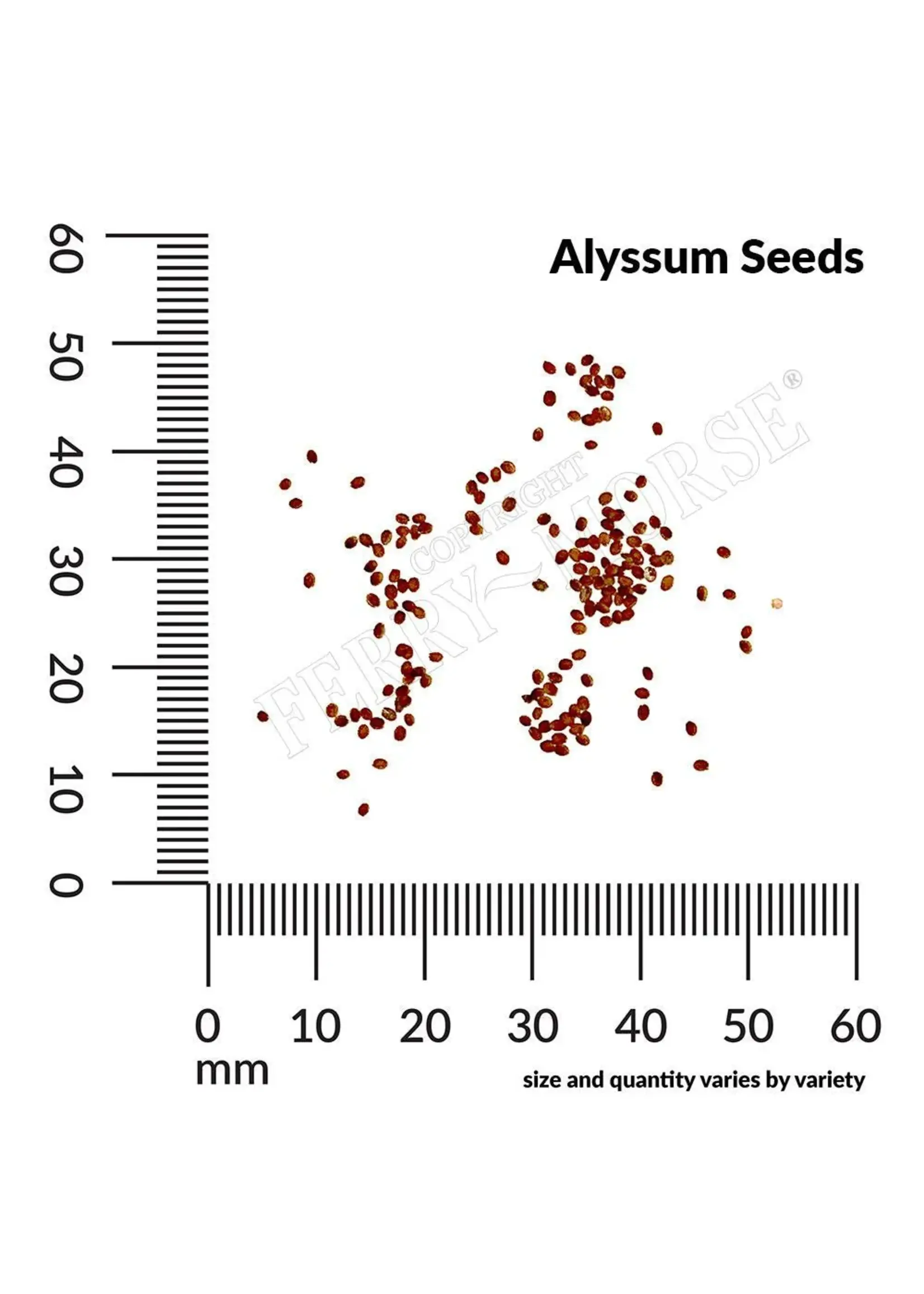 Ferry Morse Alyssum - Carpet of Snow