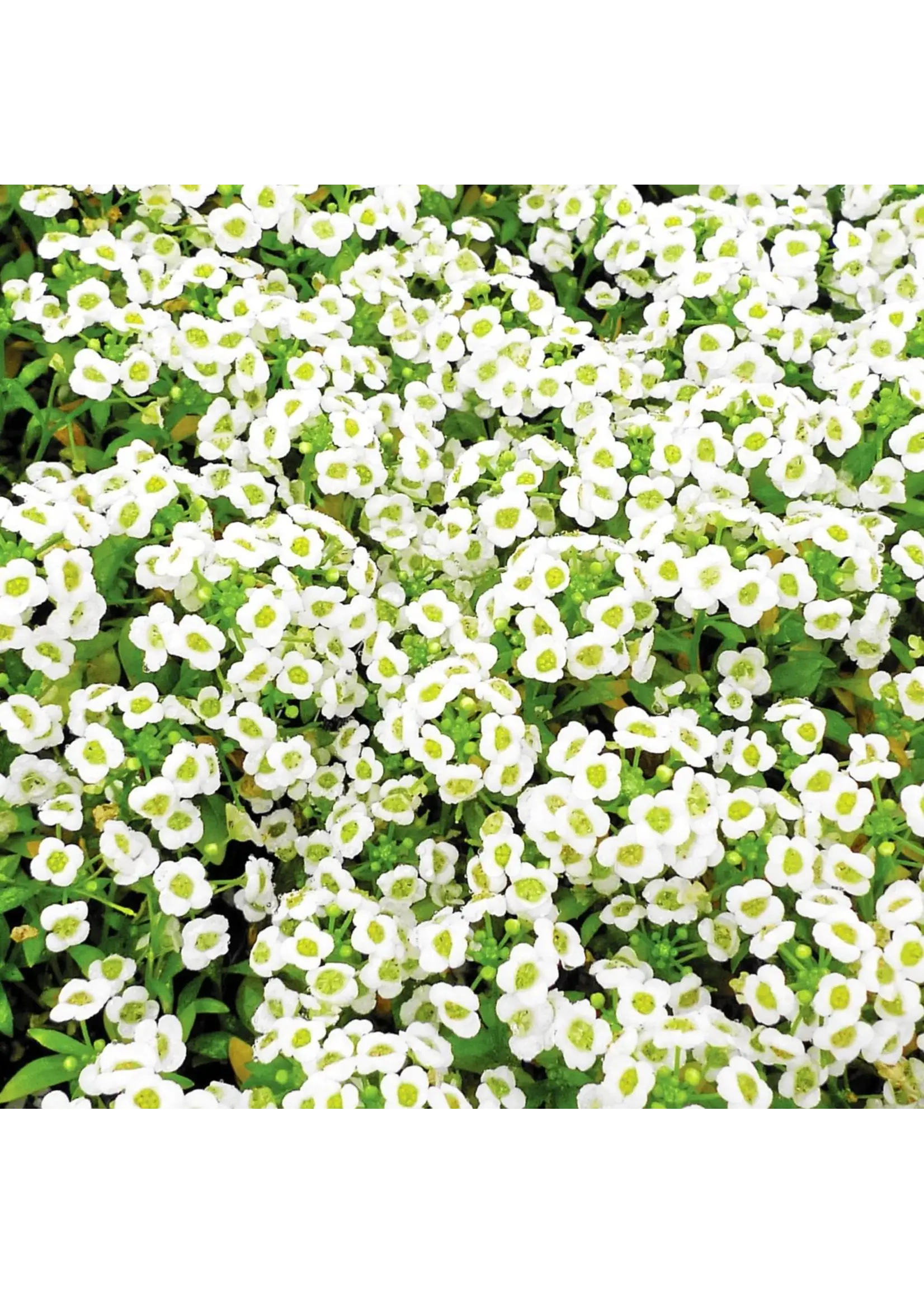 Ferry Morse Alyssum - Carpet of Snow