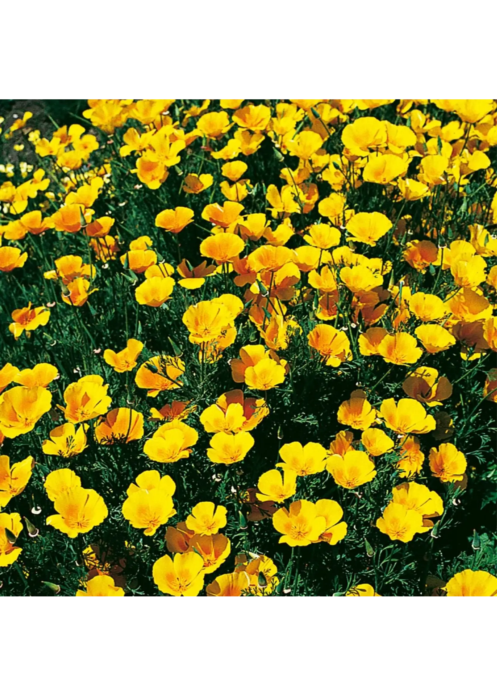 Ferry Morse California Poppy - Extra Golden