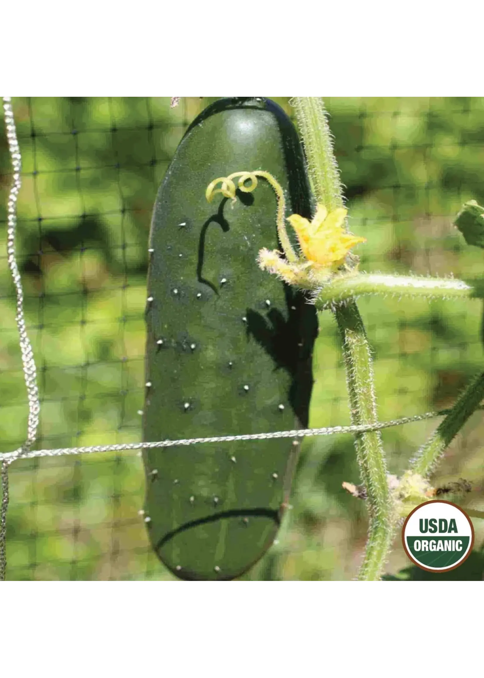 Ferry Morse Cucumber - Marketmore Organic