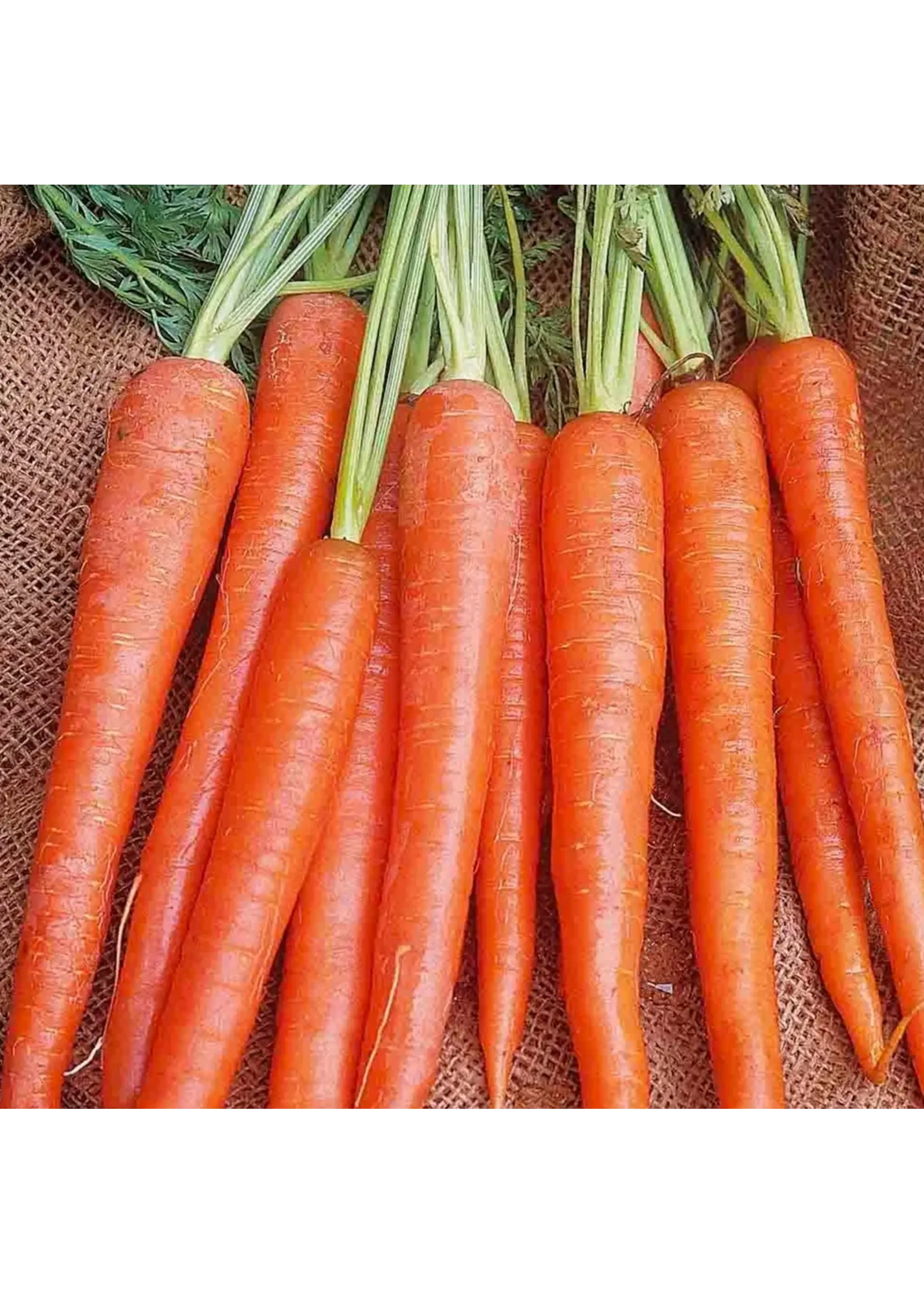 Ferry Morse Carrot - Long Imperator Organic