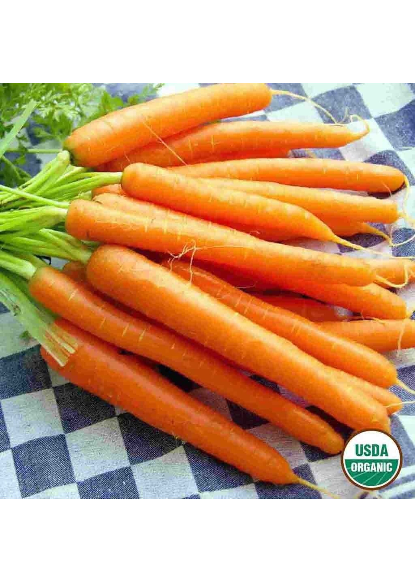 Ferry Morse Carrot - Danvers Organic