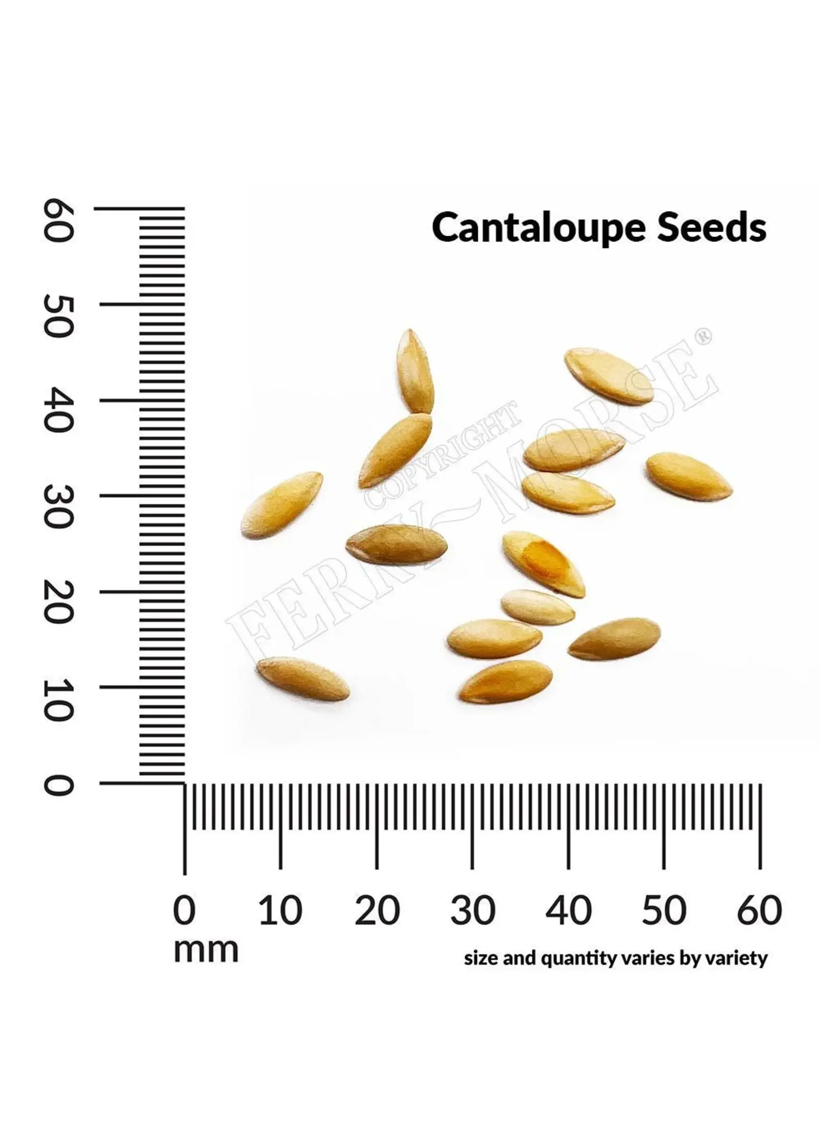 Ferry Morse Cantaloupe - Hales Best Organic