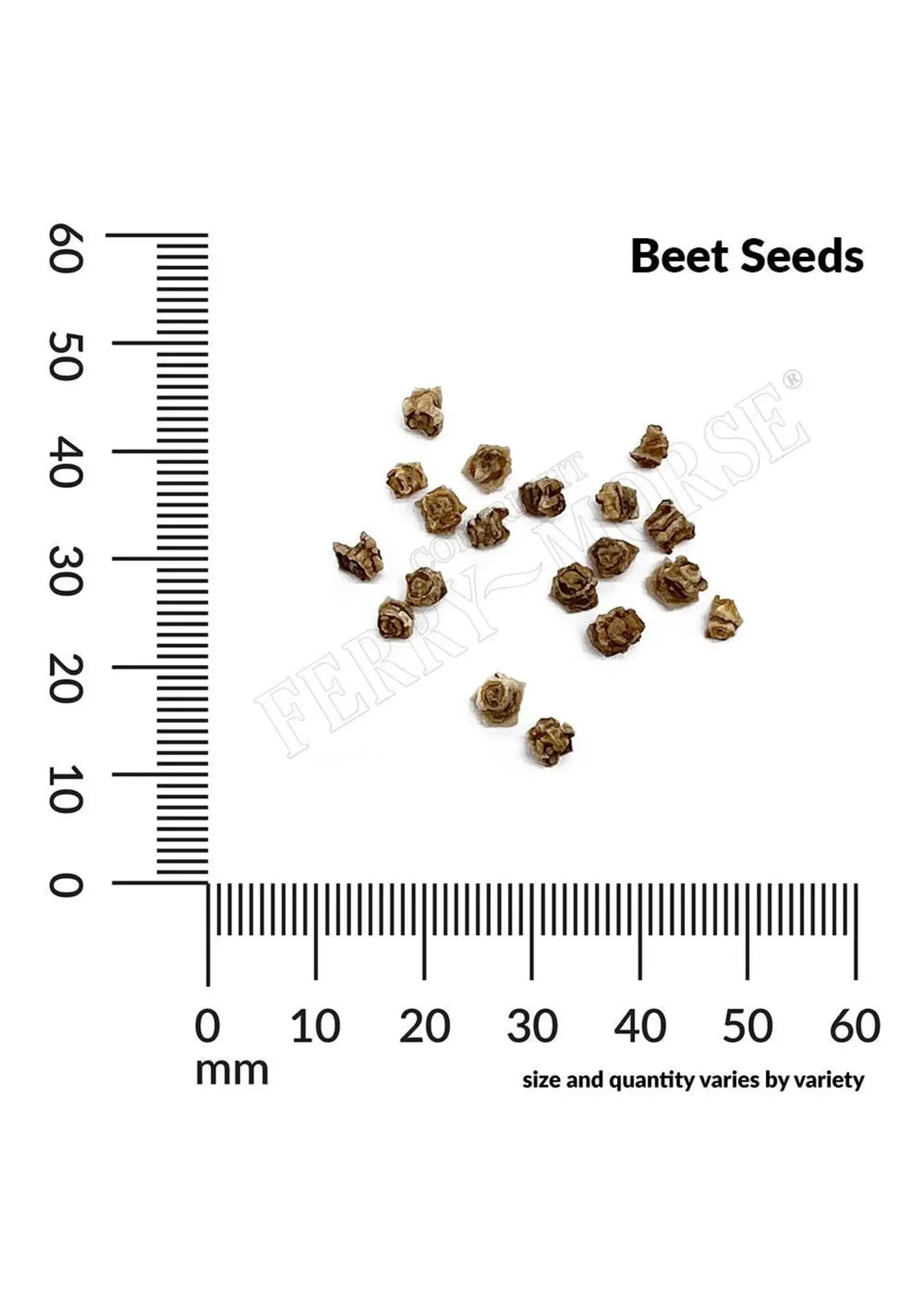 Ferry Morse Beet - Detroit Dark Red Organic