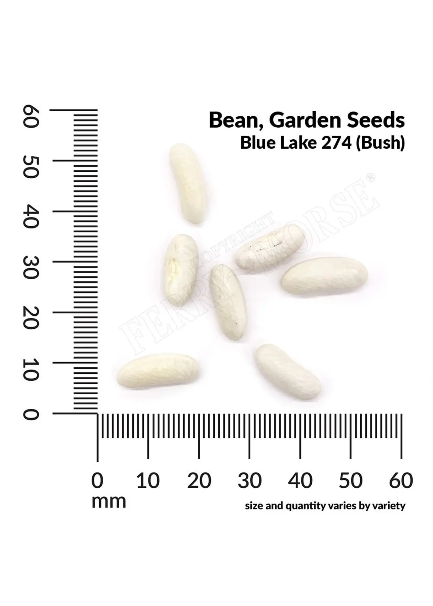 Ferry Morse Bean - Bush Blue Lake 274 Organic