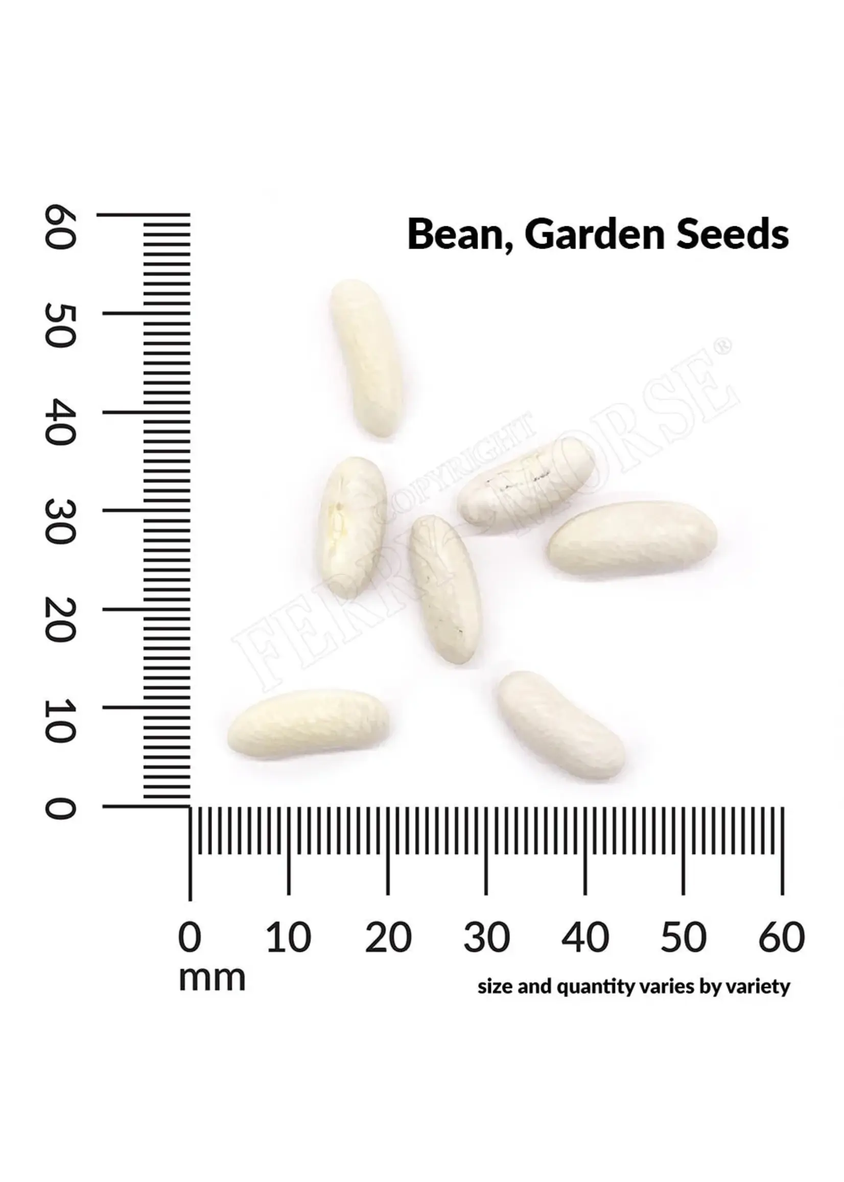 Ferry Morse Bean - Blue Lake Stringless Pole Organic