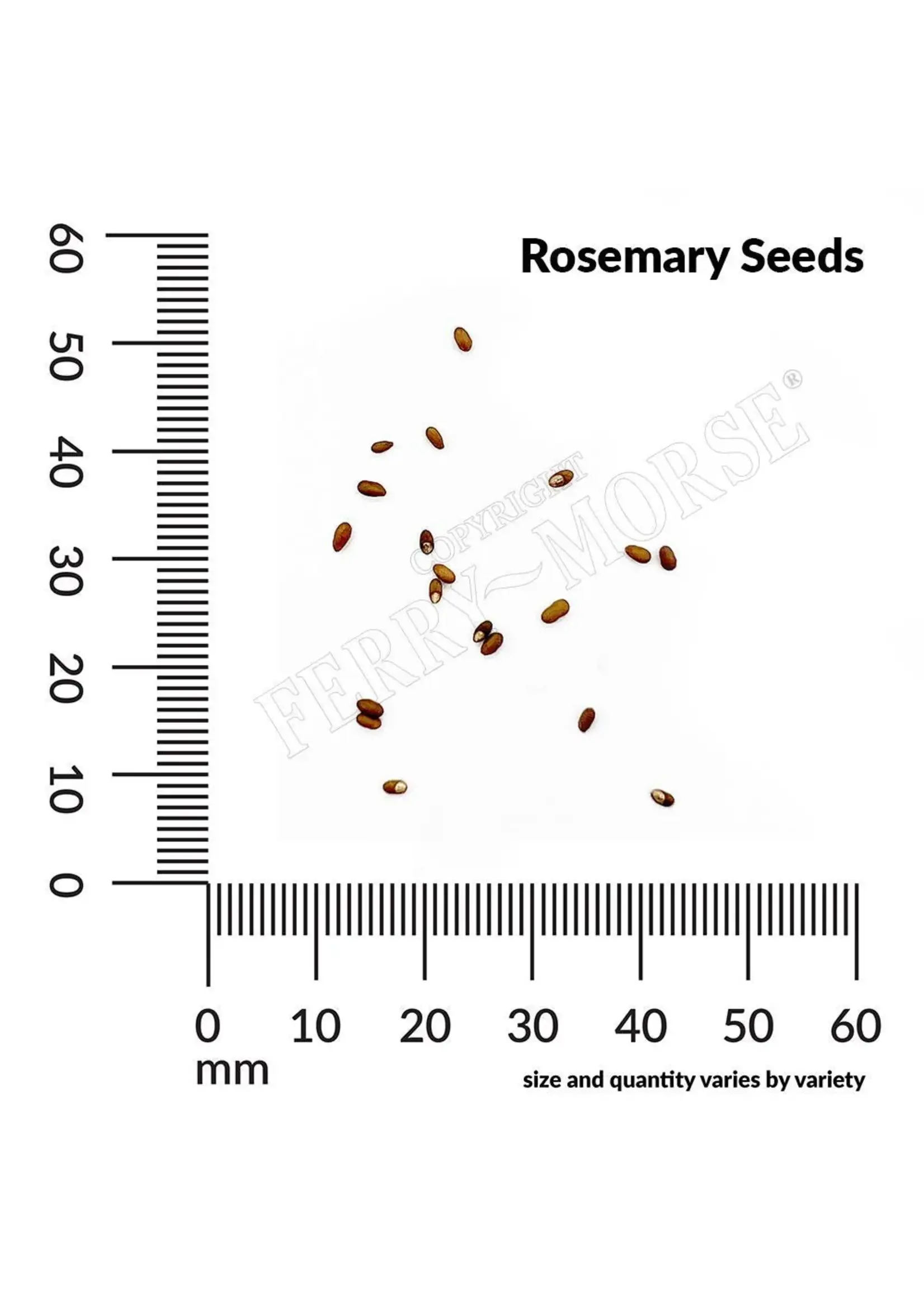 Ferry Morse Rosemary Organic