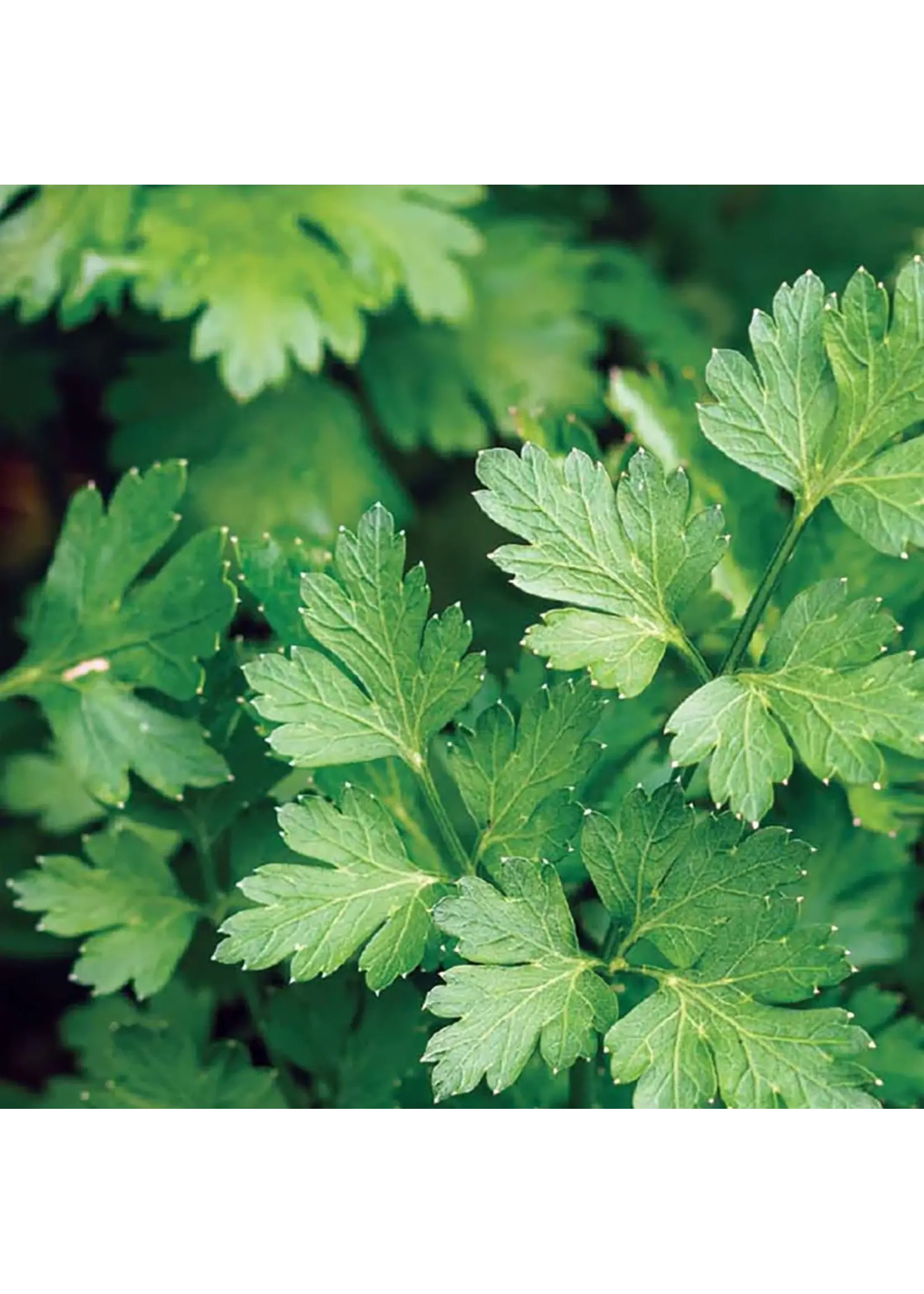 Ferry Morse Parsley - Italian Dark Green Organic