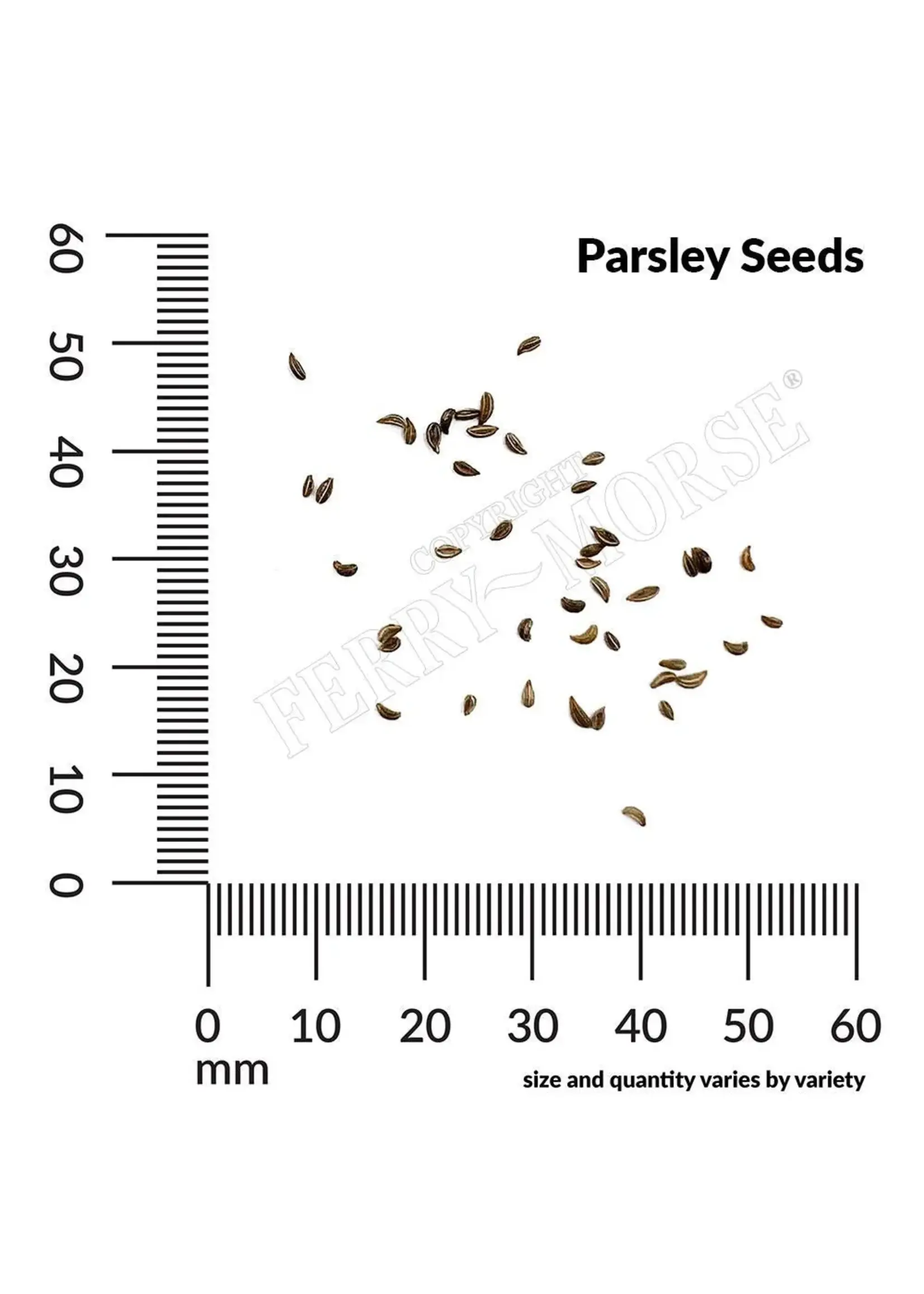 Ferry Morse Parsley - Flat Italian Organic