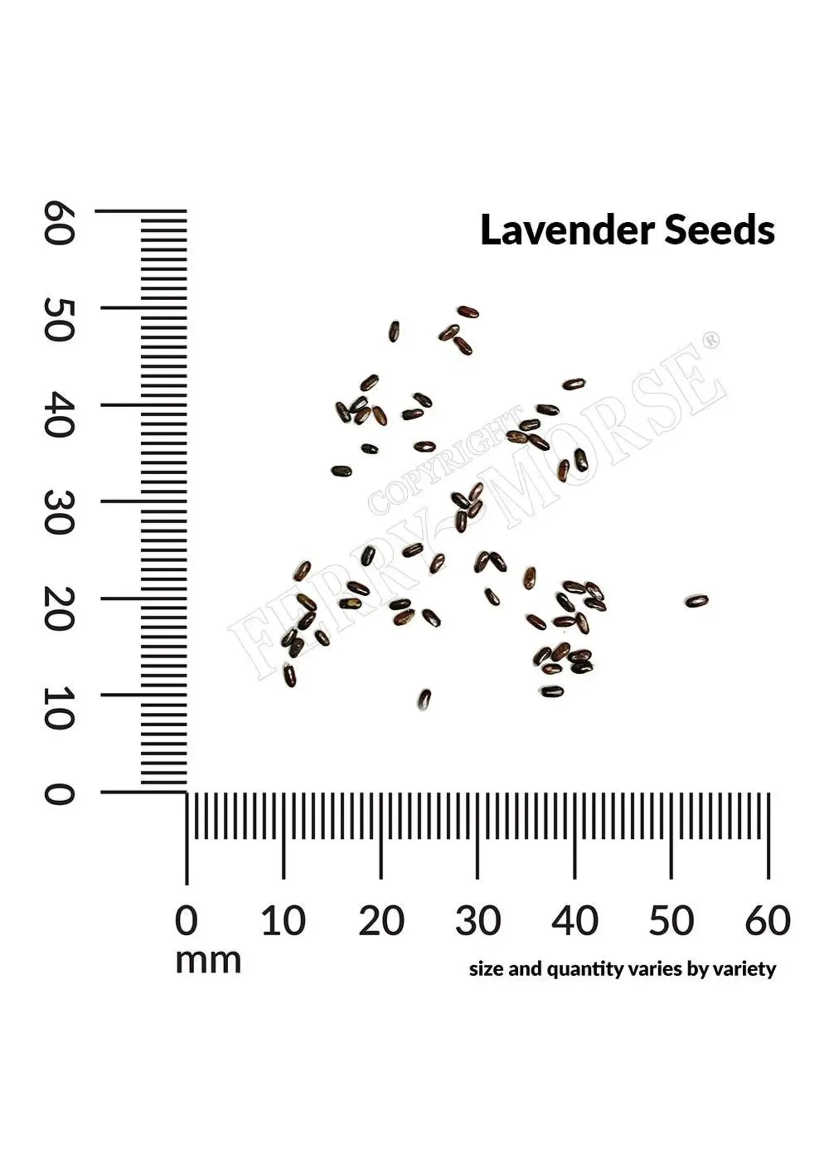 Ferry Morse Lavender - True Organic