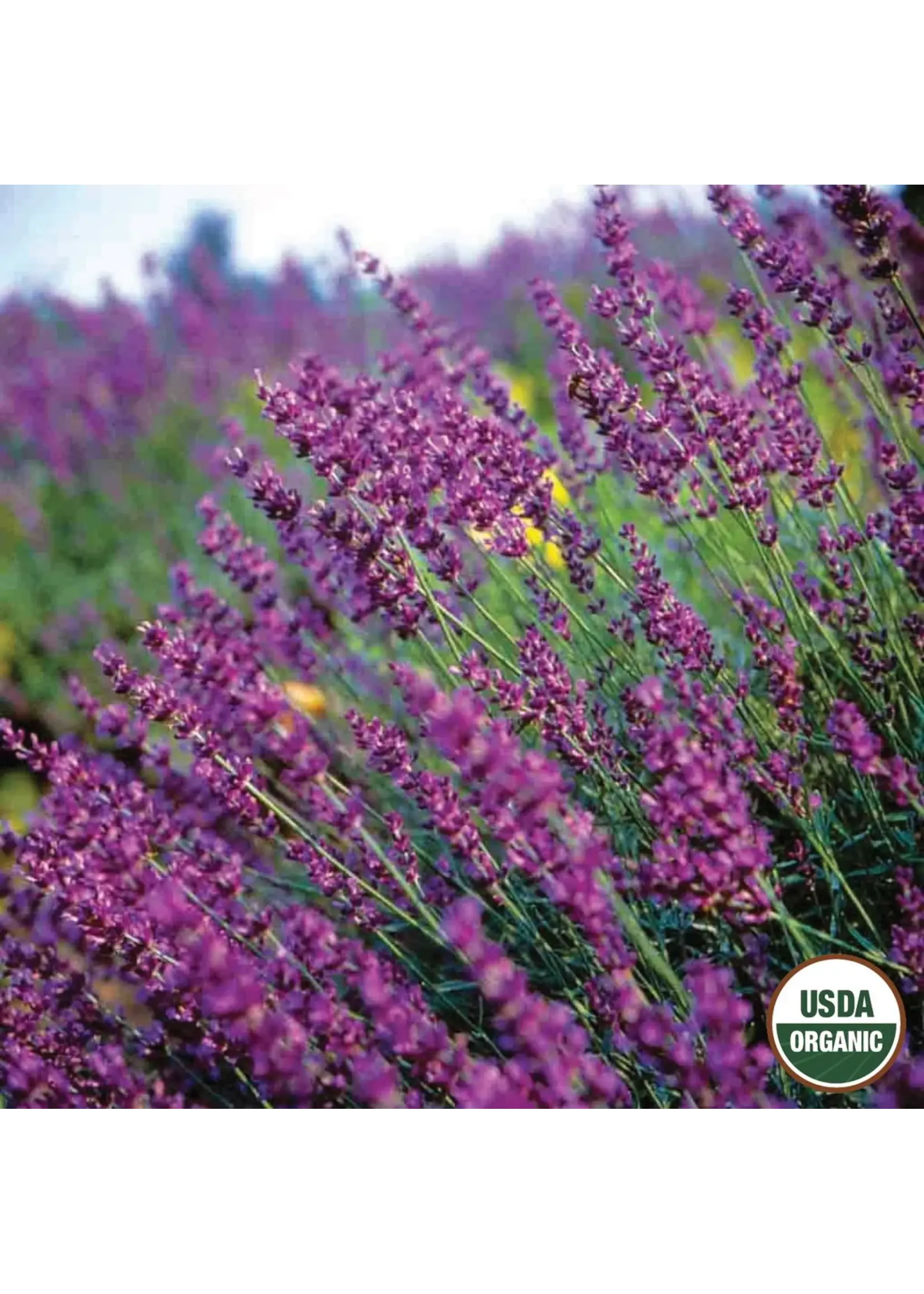Ferry Morse Lavender - True Organic