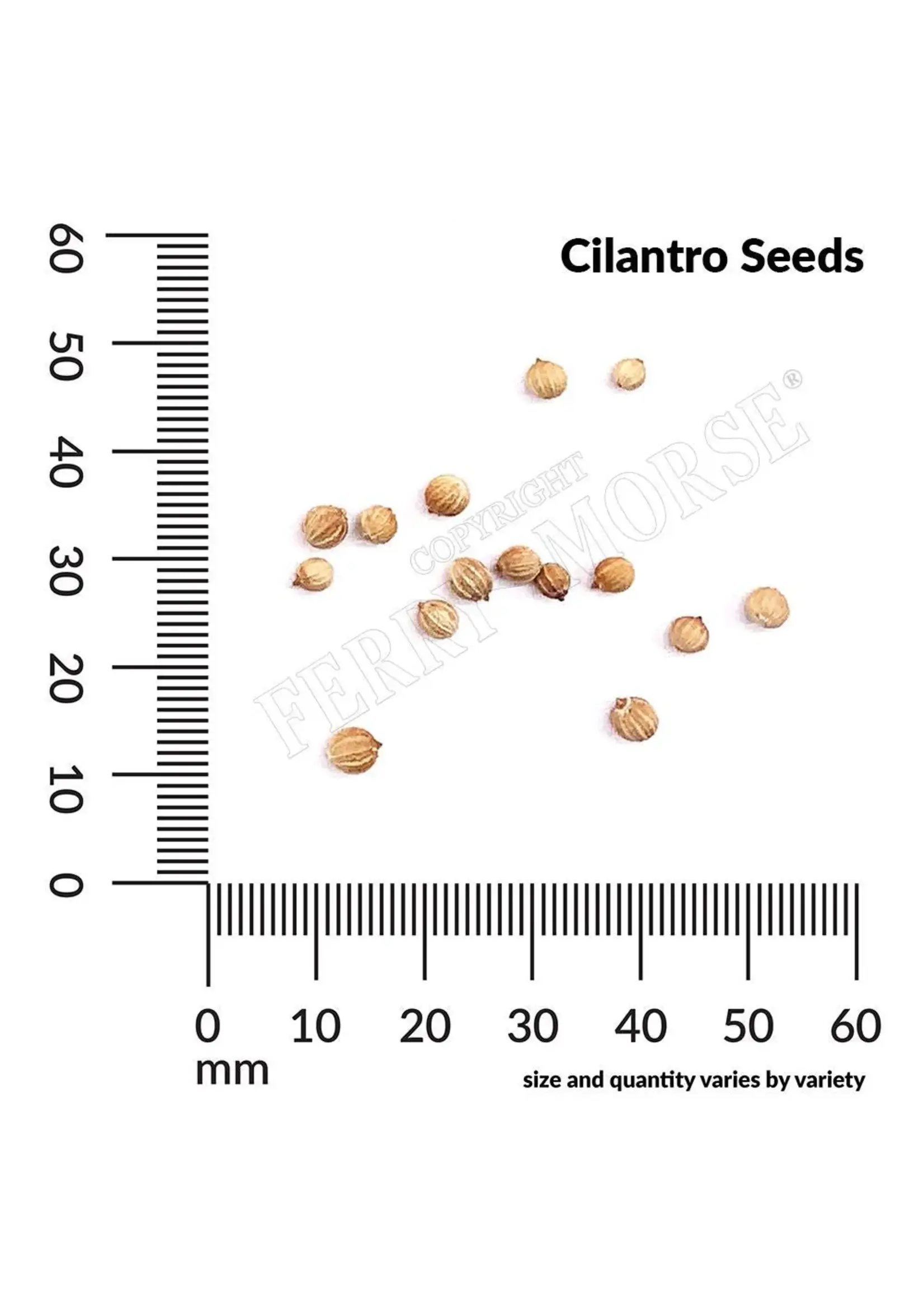 Ferry Morse Cilantro - Coriander Organic