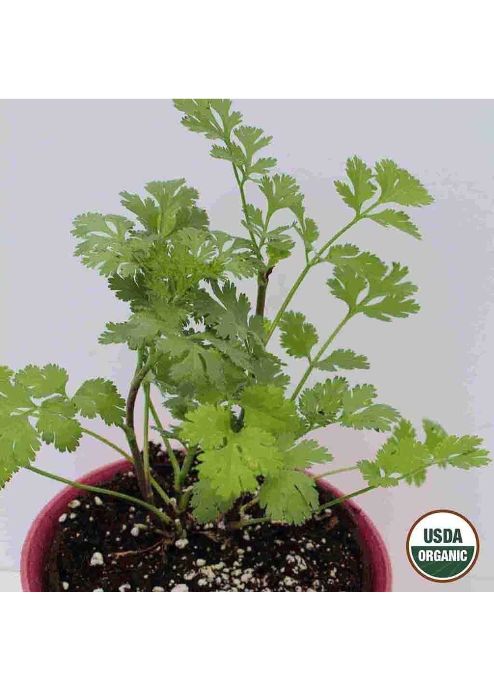 Ferry Morse Cilantro - Coriander Organic