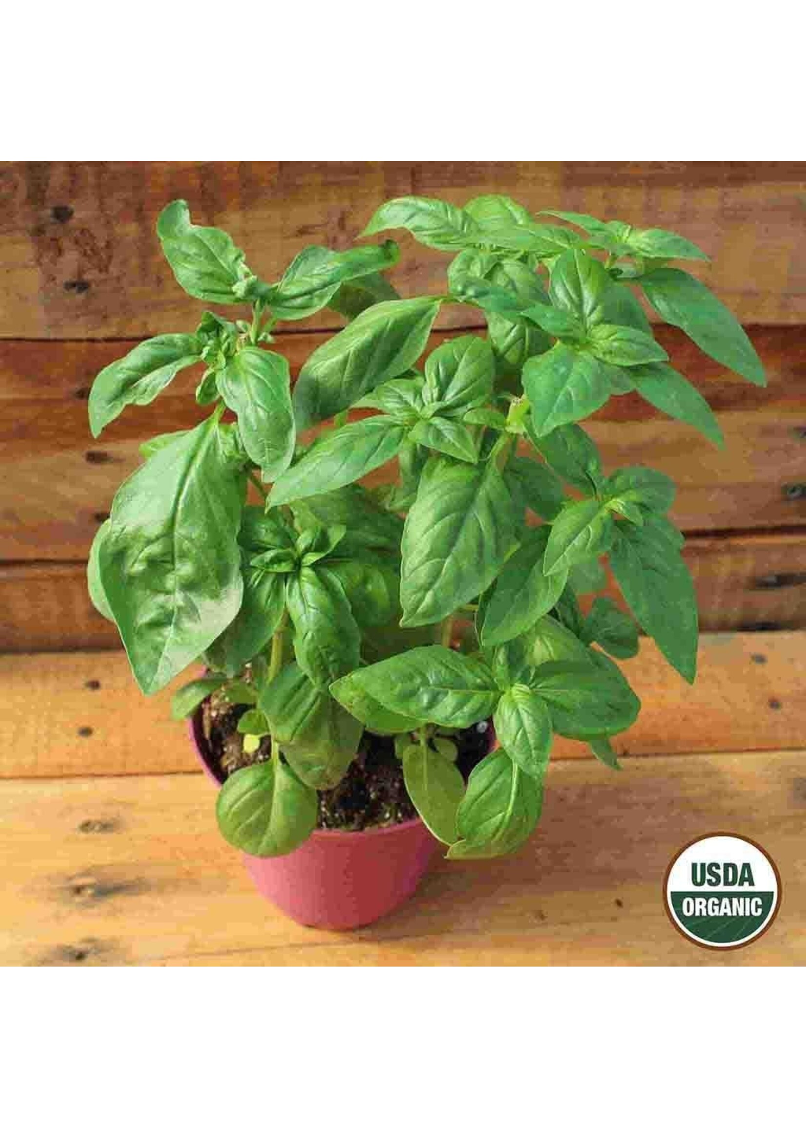 Ferry Morse Basil - Sweet Organic