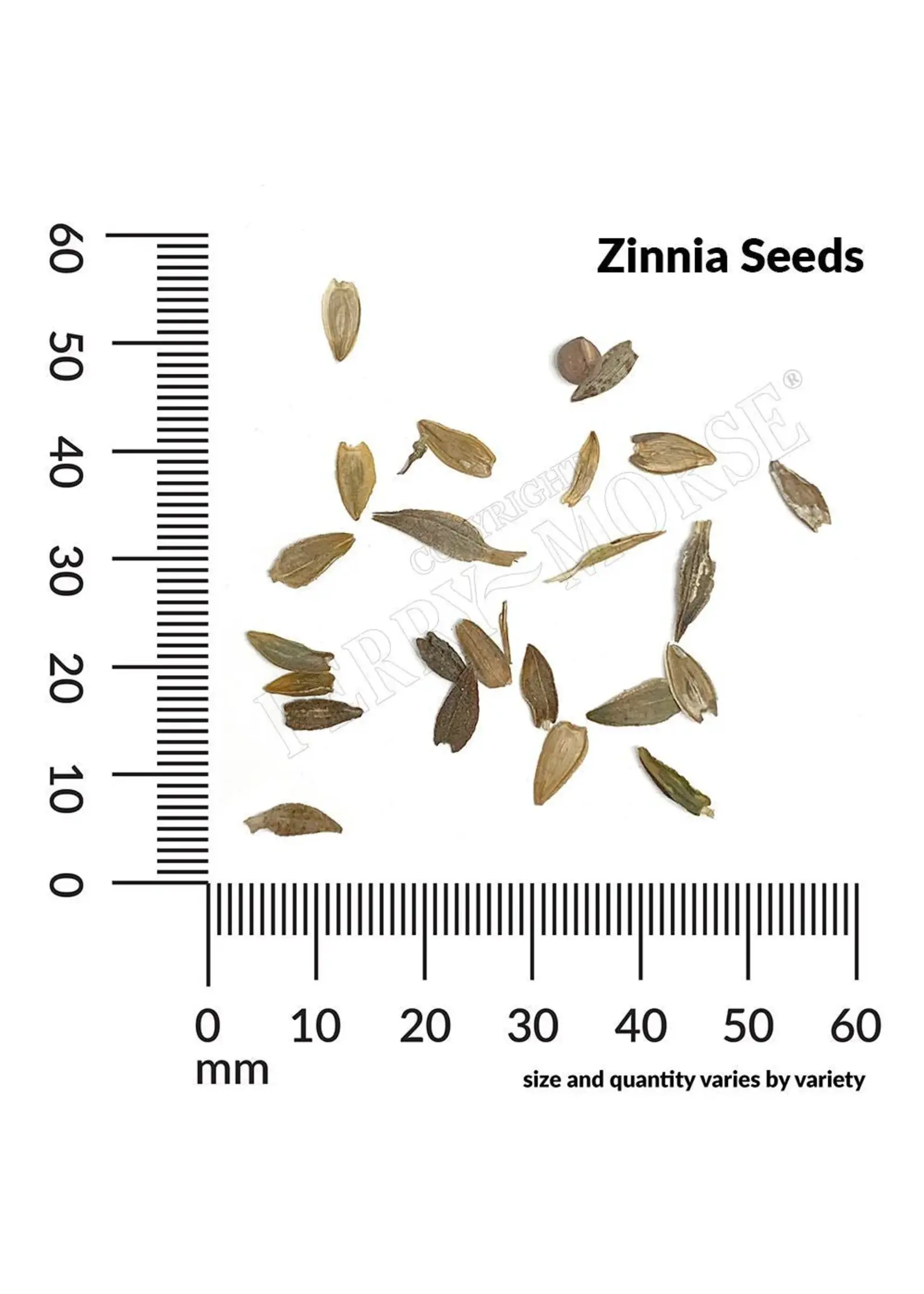 Ferry Morse Zinnia - State Fair Giant MC