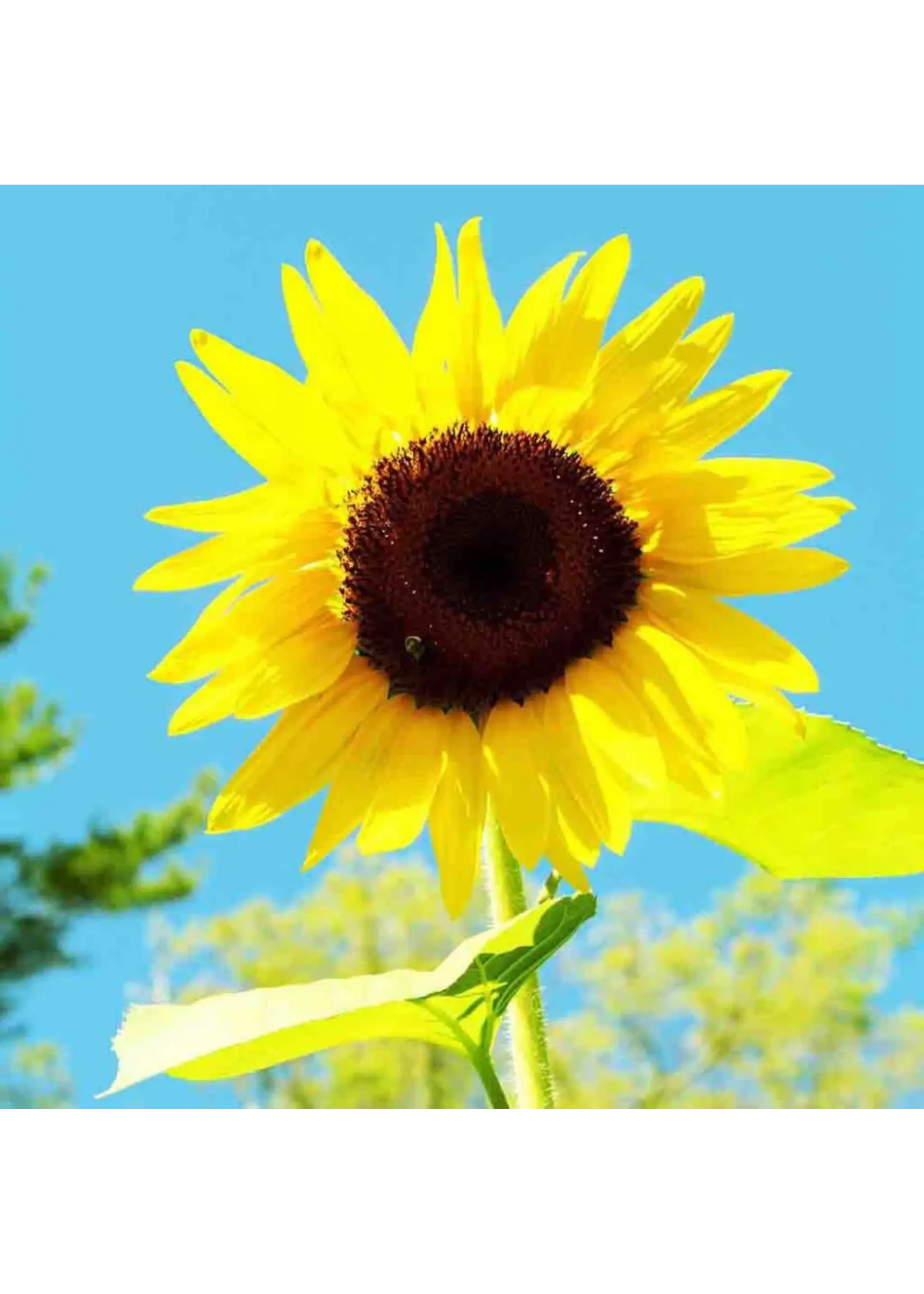 Ferry Morse Sunflower - American Giant Hybrid