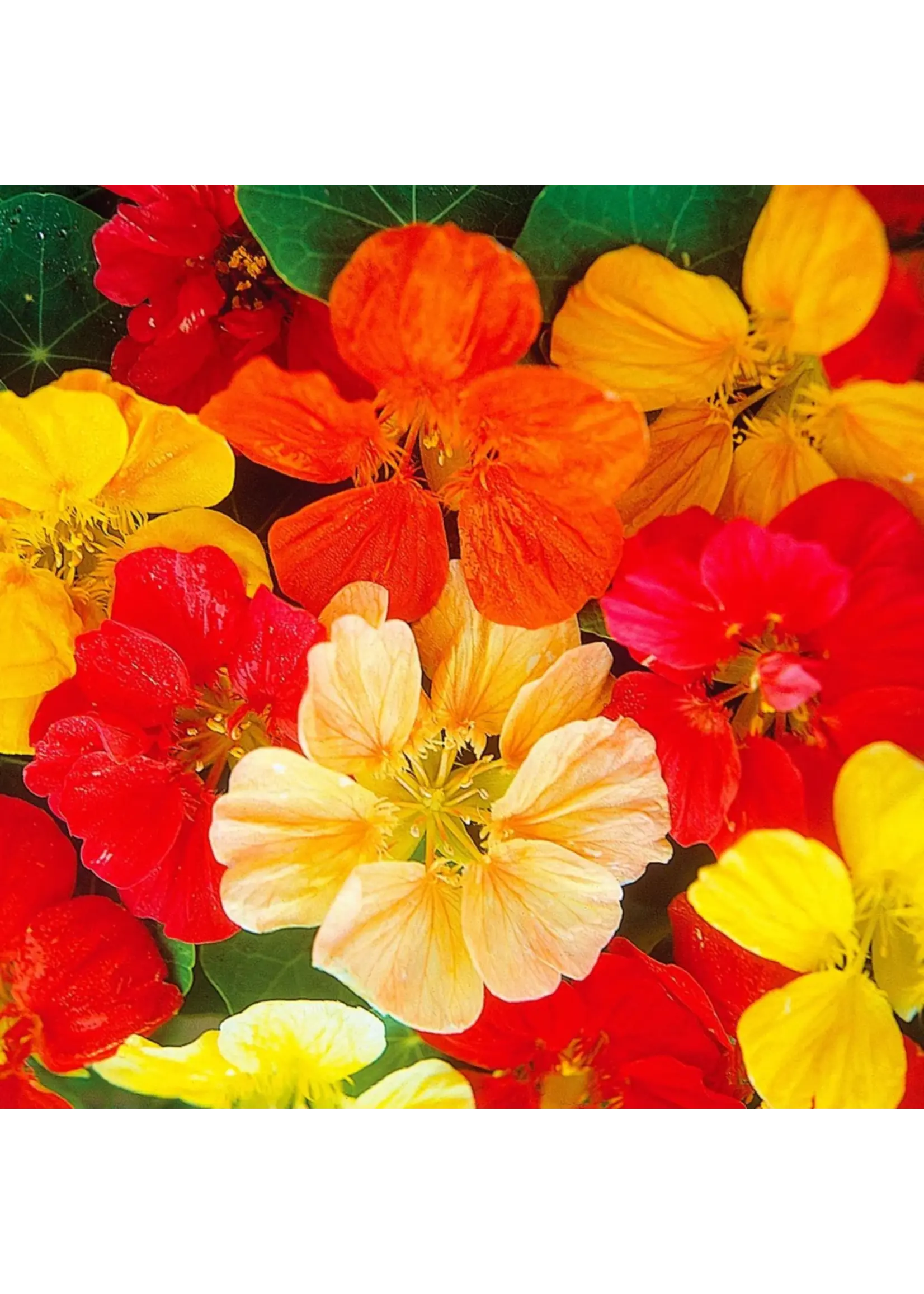 Ferry Morse Nasturtium - Jewel MC